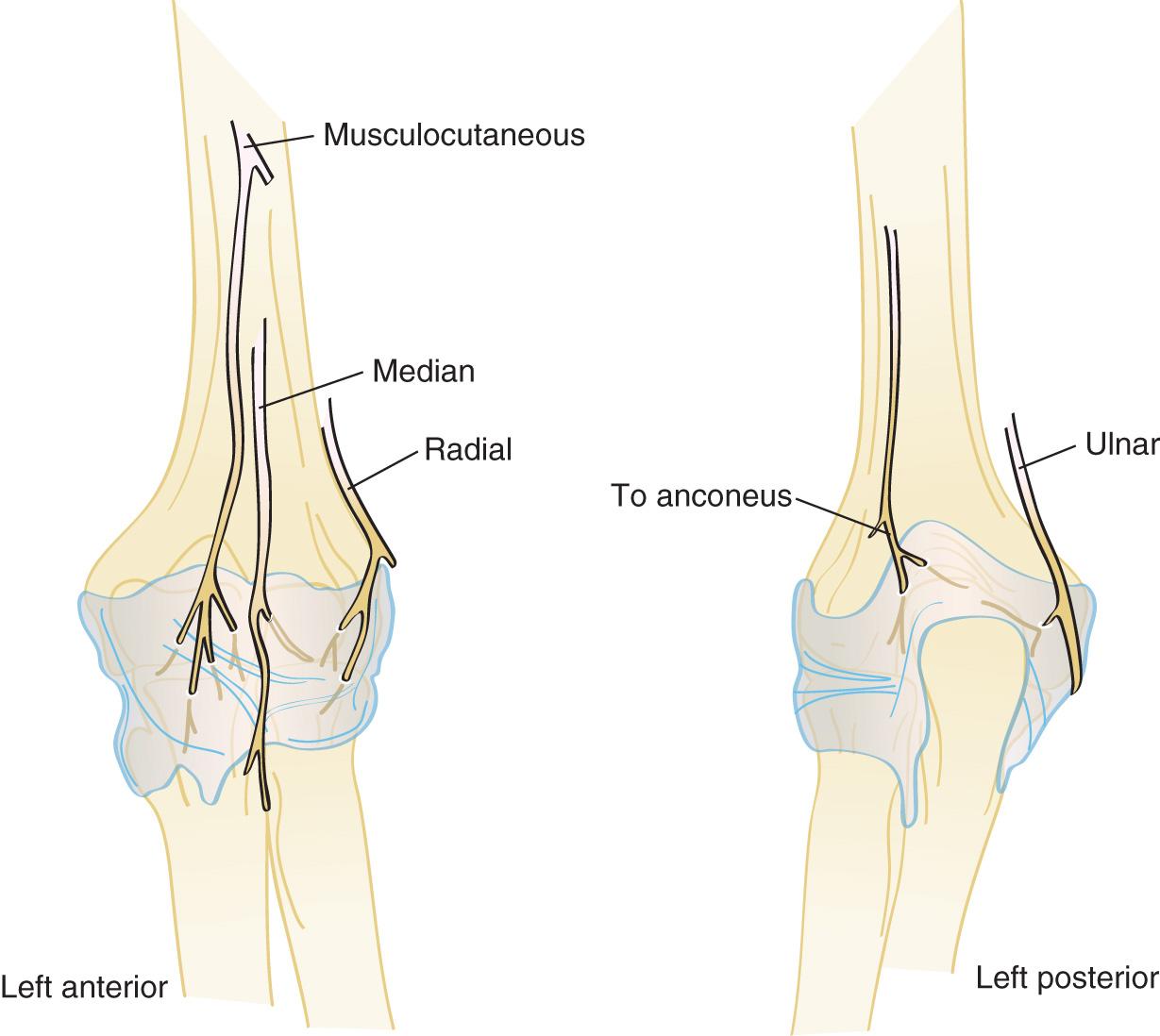 FIG 2.20, A typical distribution of the contributions of the musculocutaneous radial median and ulnar nerves to the joint capsule.