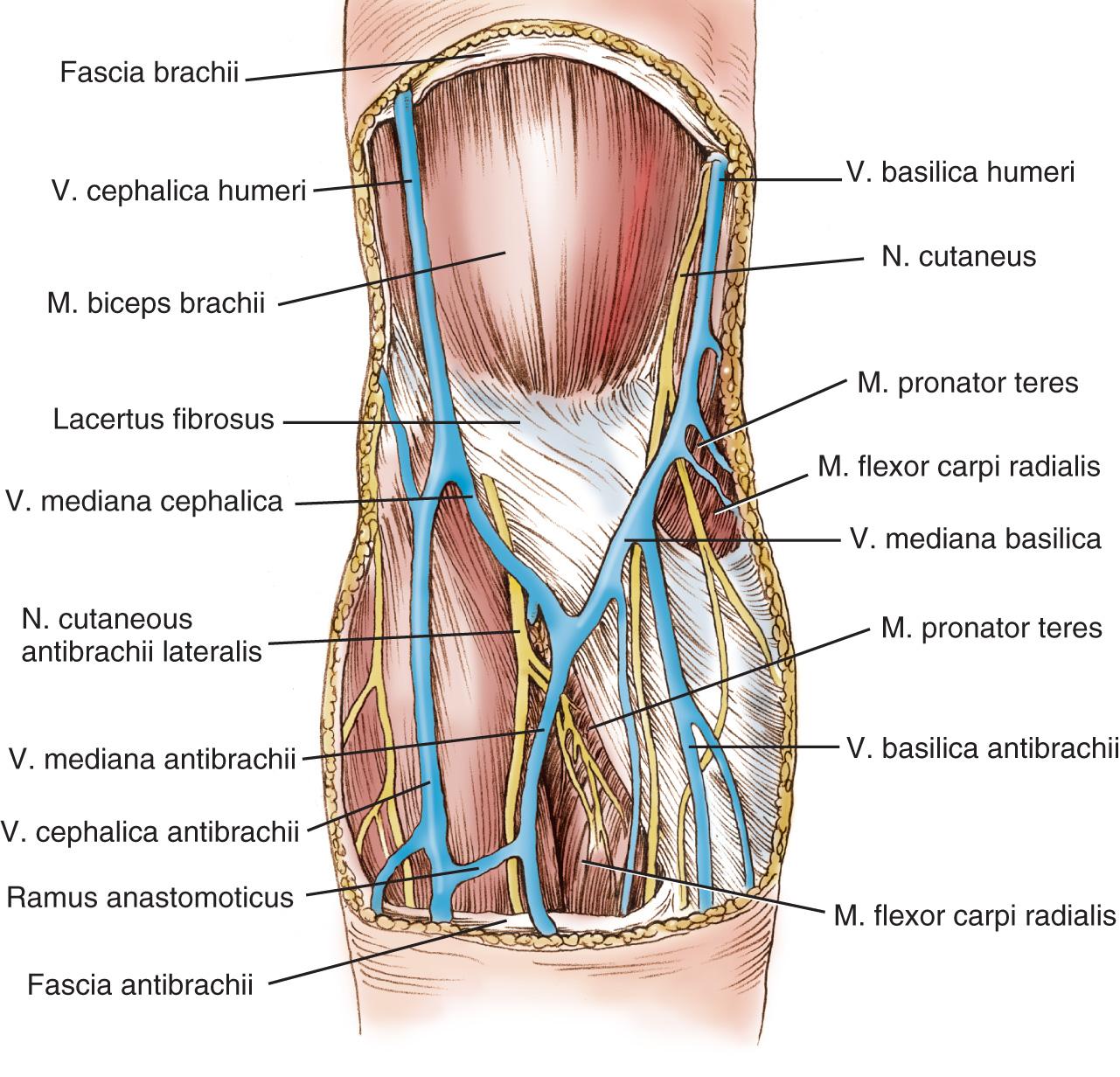 FIG 2.3, The superficial venous pattern of the anterior aspect of the elbow demonstrates a rather characteristic inverted M pattern formed by the median cephalic and median basilic veins. M., Musculus; N., nervus; V., vena.