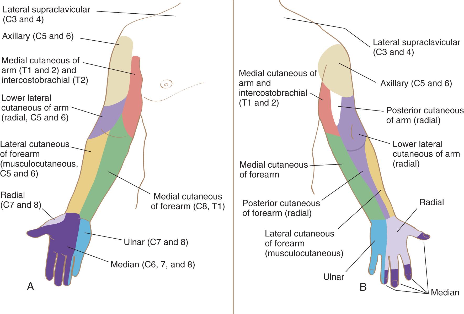 FIG 2.4, Typical distribution of the cutaneous nerves of the anterior (A) and posterior (B) aspects of the upper limb.