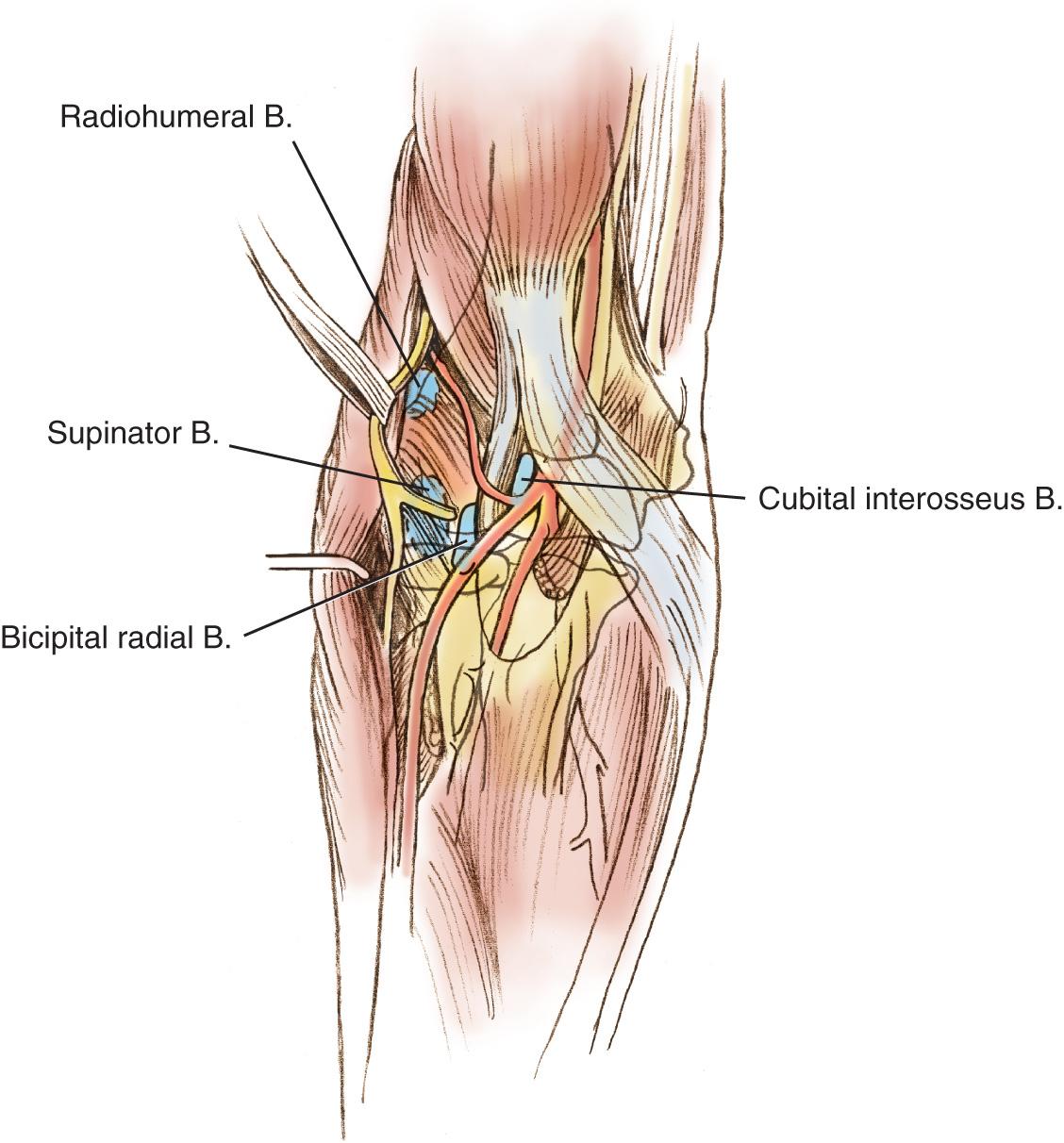 FIG 2.9, A deep view of the anterior aspect of the joint revealing the submuscular bursa (B.) present about the elbow joint.