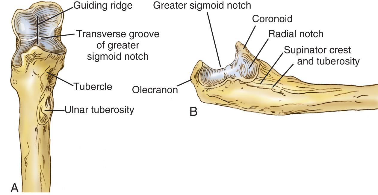 FIG 2.10, (A) Anterior aspect of the proximal ulna demonstrating the greater sigmoid fossa with the central groove. (B) Lateral view with landmarks.