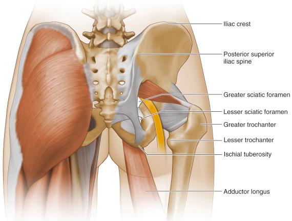 Fig. 12.2, The posterior superior iliac spine provides part of the origin of the gluteus maximus and the posterior sacroiliac ligaments.