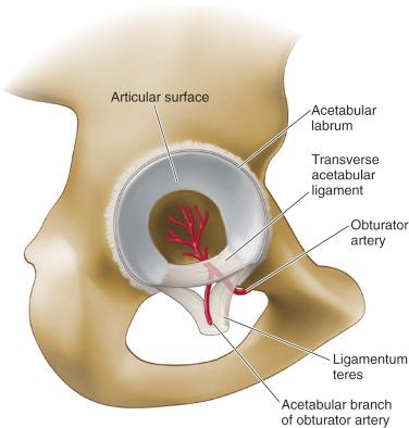 Fig. 12.4, The acetabulum consists of a lunate-shaped articular region of hyaline cartilage and a central nonarticular fossa. From the inferior aspect of the fossa, the ligamentum teres carries the acetabular branches of the posterior division of the obturator vessels.