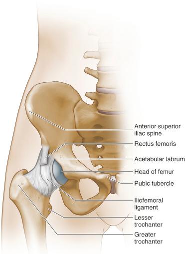 Fig. 12.5, Anteriorly, the hip joint is covered by an inverted Y-shaped iliofemoral ligament and the pubofemoral ligament.