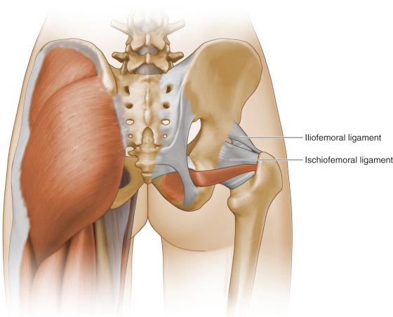 Fig. 12.6, Posteriorly, the iliofemoral and ischiofemoral ligaments attach the pelvis to the femur.