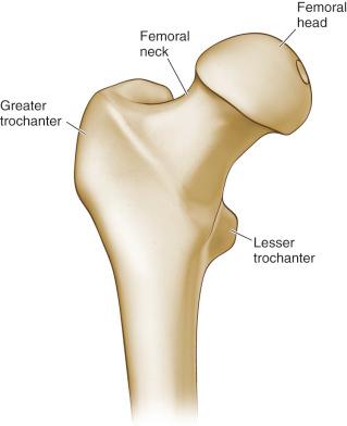 Fig. 12.7, The femoral head tapers down to the femoral neck, which bridges the hip joint to the shaft of the femur. The greater and lesser trochanters are prominences about the proximal femur that serve as attachment sites for various tendons.