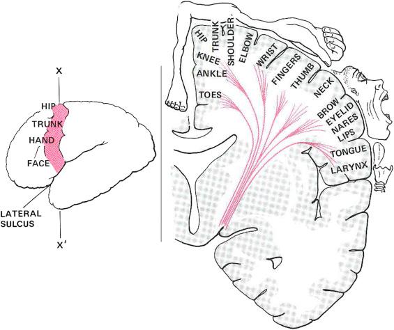 Figure 3.2, The primary motor and sensory cortices are arranged somatotopically, with fibers serving the lower body more medially located and those serving the face more laterally located.