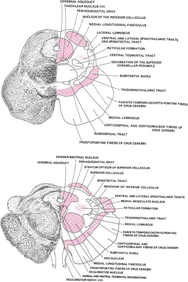 Figure 3.4, The major nuclei and tracts of the midbrain at the levels of the inferior colliculus (top) and superior colliculus (bottom).