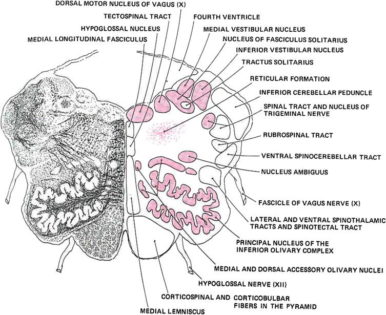 Figure 3.6, The major nuclei and tracts of the medulla at the level of the lower aspect of the fourth ventricle.