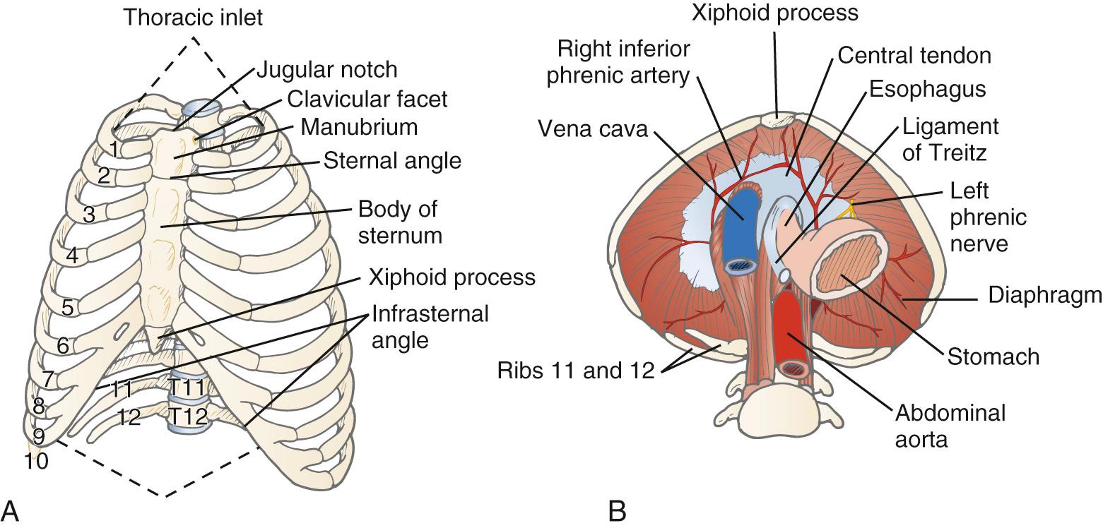 FIGURE 1-1, A, Bony thorax. B, Inferior thoracic aperture. The vena cava enters the right hemithorax through the most cranial diaphragmatic opening, located at the level of the eighth thoracic vertebra (T8). The esophagus and vagus nerves enter the abdomen at the level of the T10 vertebra. The hiatus at T12 allows the aorta, azygos vein, and thoracic duct to pass in their respective directions.