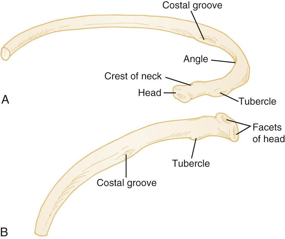 FIGURE 1-3, Typical rib.