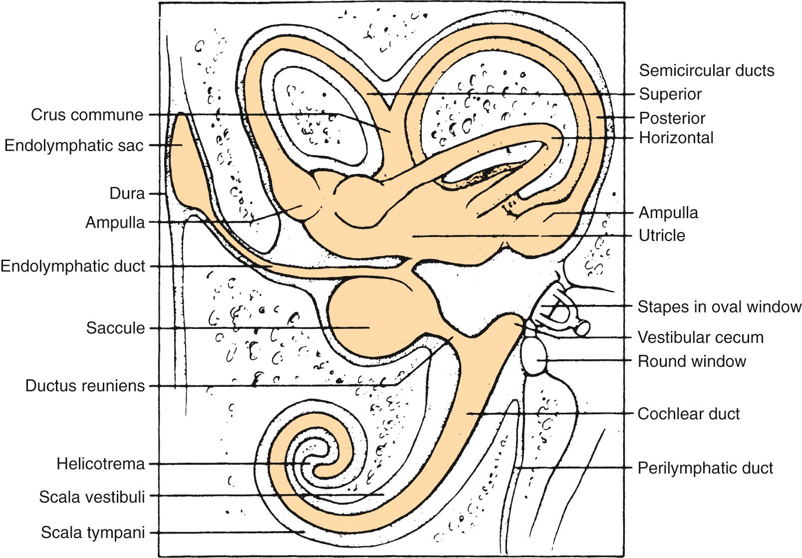 Fig. 129.3, The membranous labyrinth situated within the bony labyrinth. Note the crus commune, a duct shared by superior (anterior) and posterior ducts. Note also the endolymphatic duct, originating as a fusion of the utricular and saccular ducts, and the ductus reuniens, which connects the vestibular apparatus with the cochlear duct (uncoiled in this diagram).