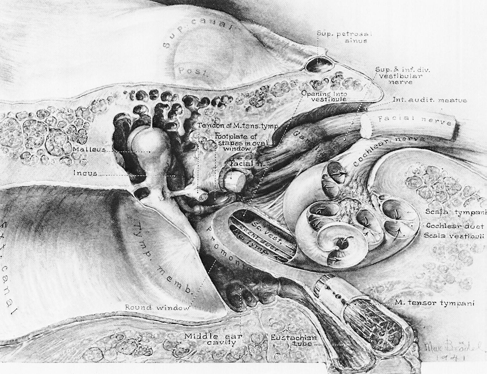 Fig. 129.4, The course of vestibulocochlear nerve within the auditory meatus.