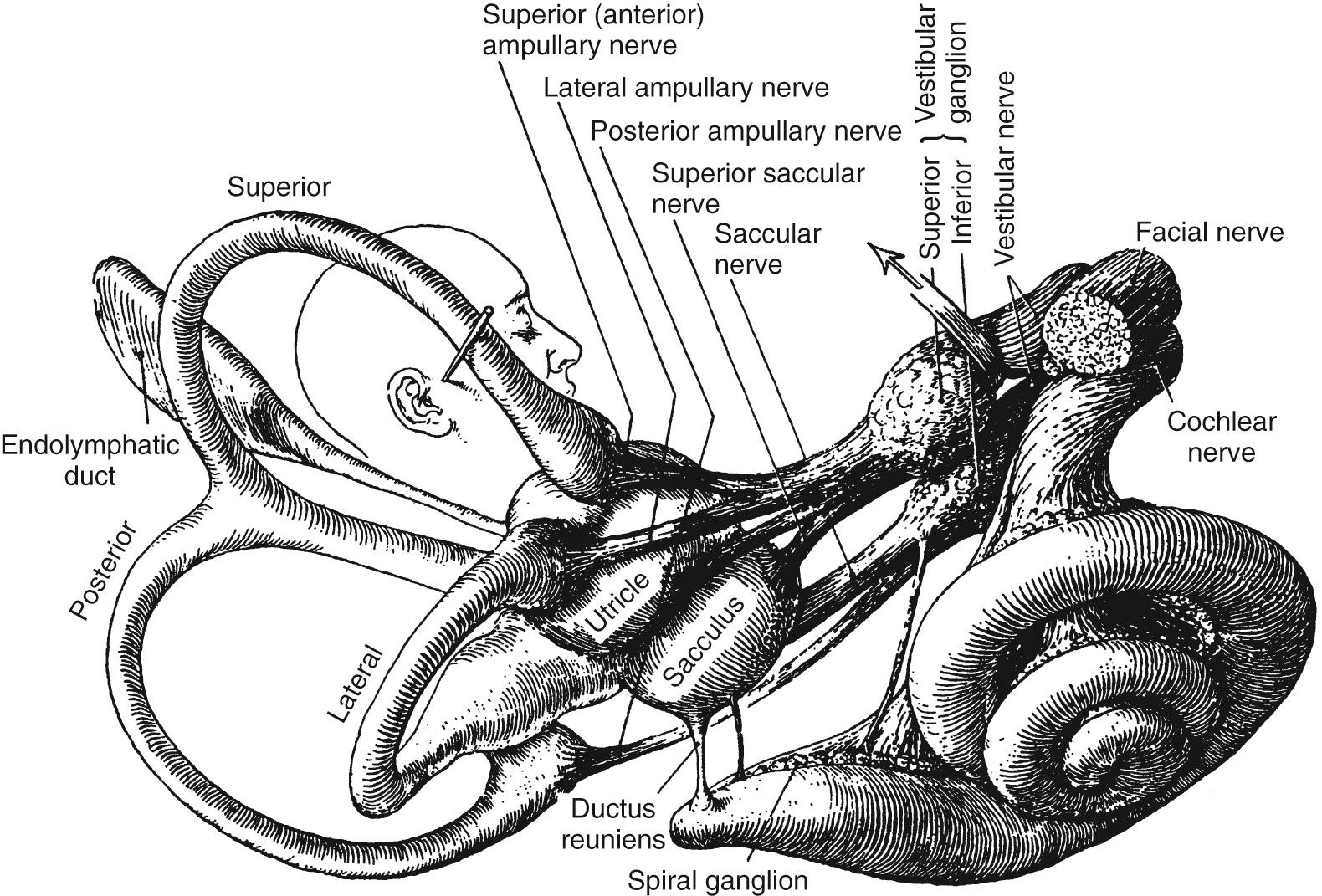 Fig. 129.5, The distribution of the vestibular nerve to end organs.