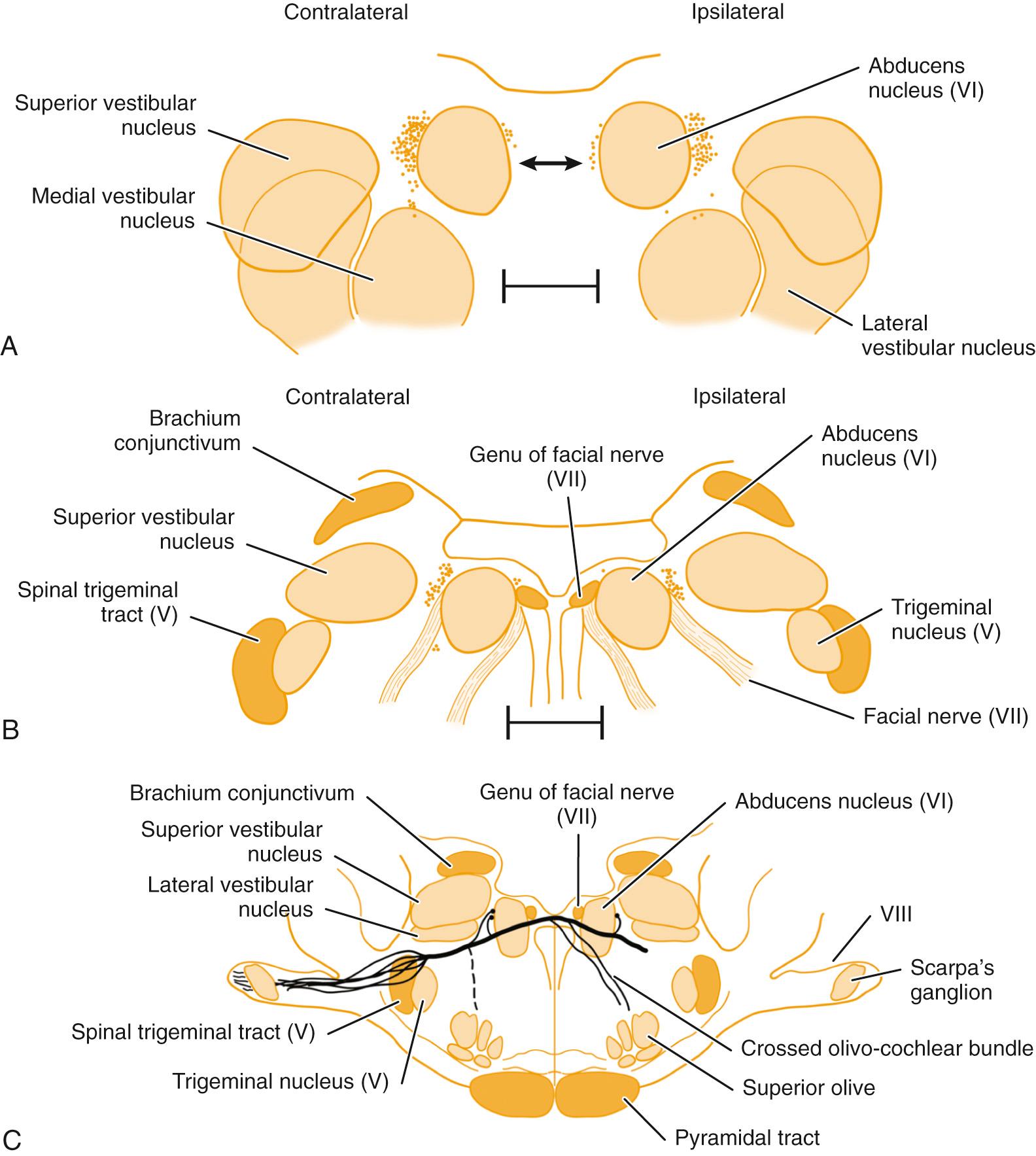 Fig. 129.6, Origin and course of efferent vestibular system in a cat.