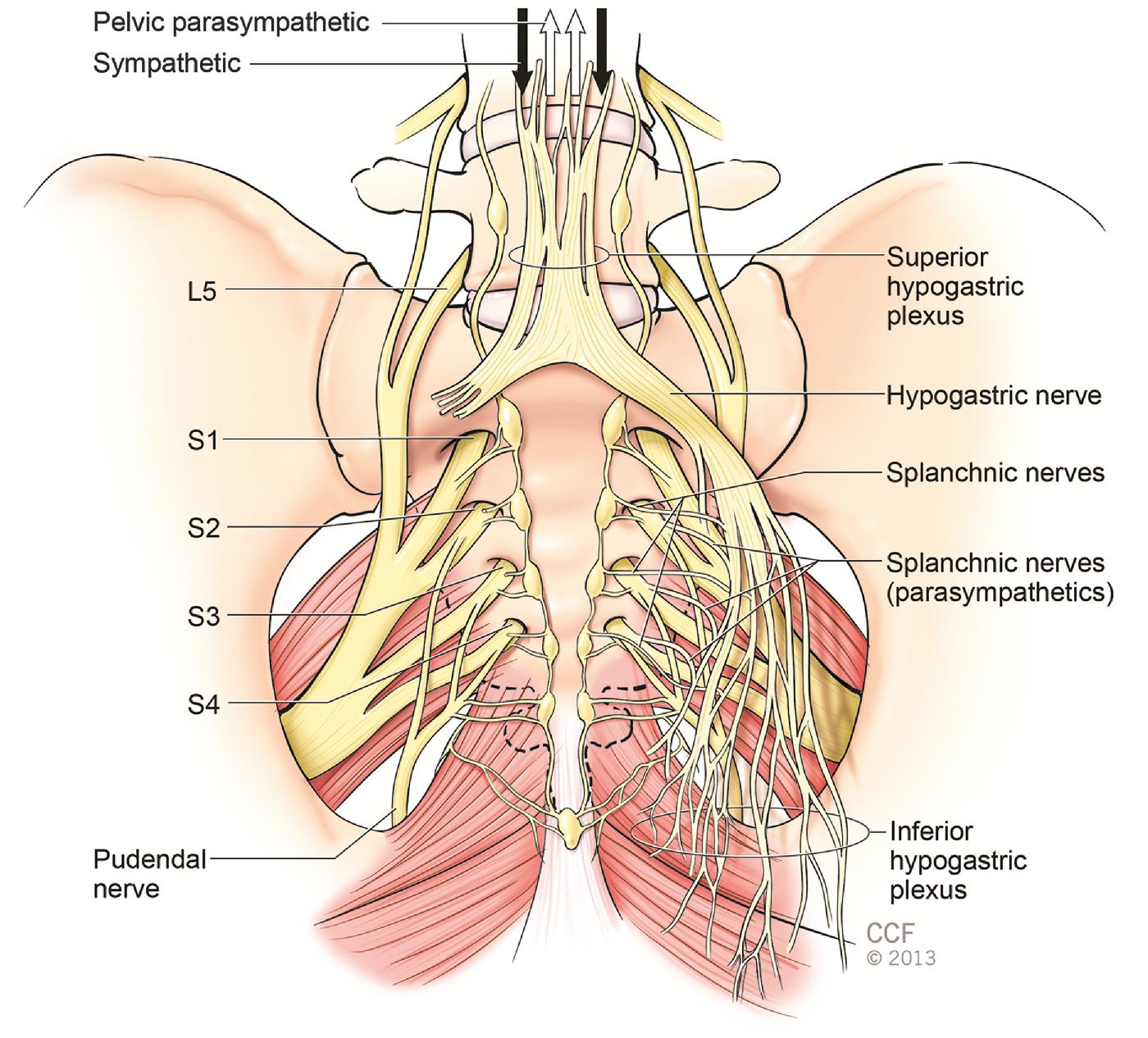 Fig. 1.4, The sympathetic and parasympathetic nerves entering the pelvis. The superior hypogastric plexus can be seen lying directly over the sacral promontory until it divides to the right and left sides of pelvis. The pudendal nerve originates from S2–S4 sacral nerve trunks, travels behind the sacrospinous ligament at the ischial spine, and exits the pelvis through the greater sciatic foramen.