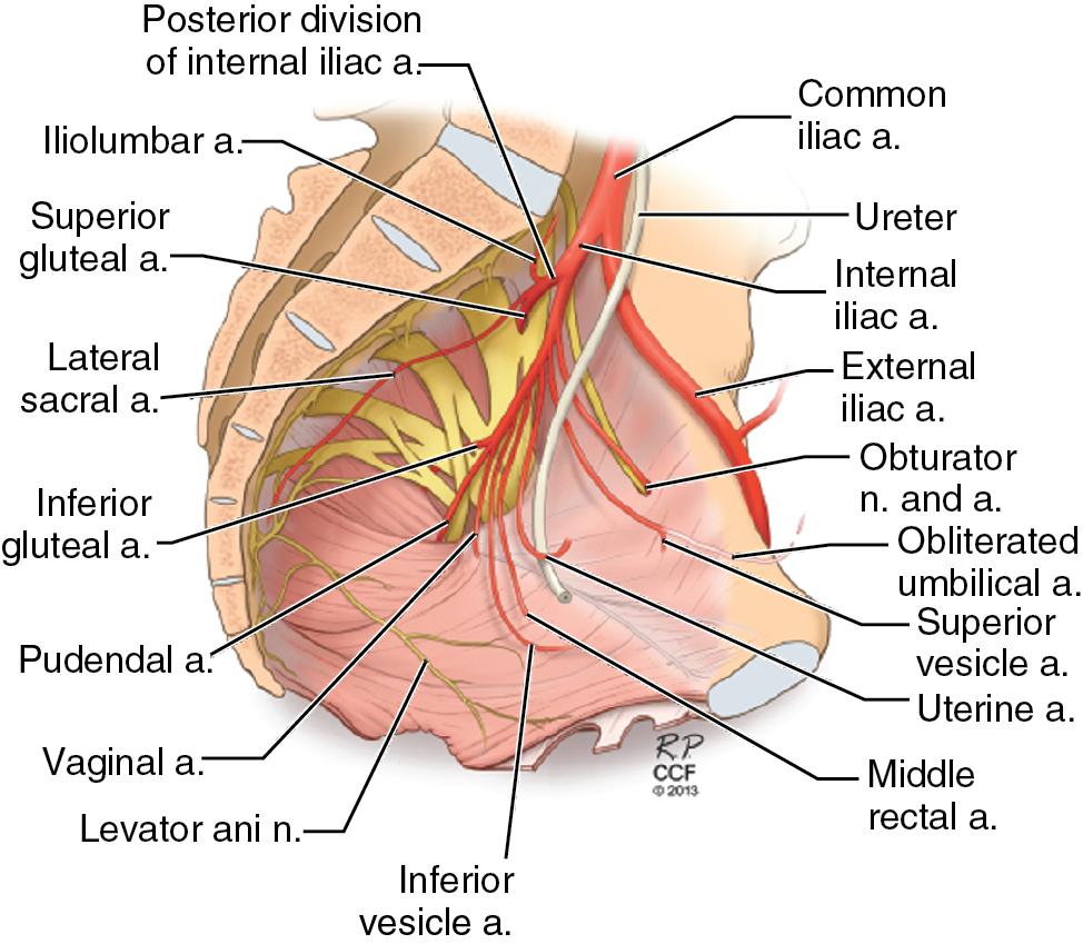 Fig. 1.5, View of the nerves and blood vessels of the lateral wall of the pelvis. The sacral plexus is shown in yellow . The smaller branches innervating the muscles of the pelvic floor can be seen supplying the levator ani muscles (S3, S4). The uterine artery originates from the anterior division of the internal iliac artery. a. , artery; n ., nerve.