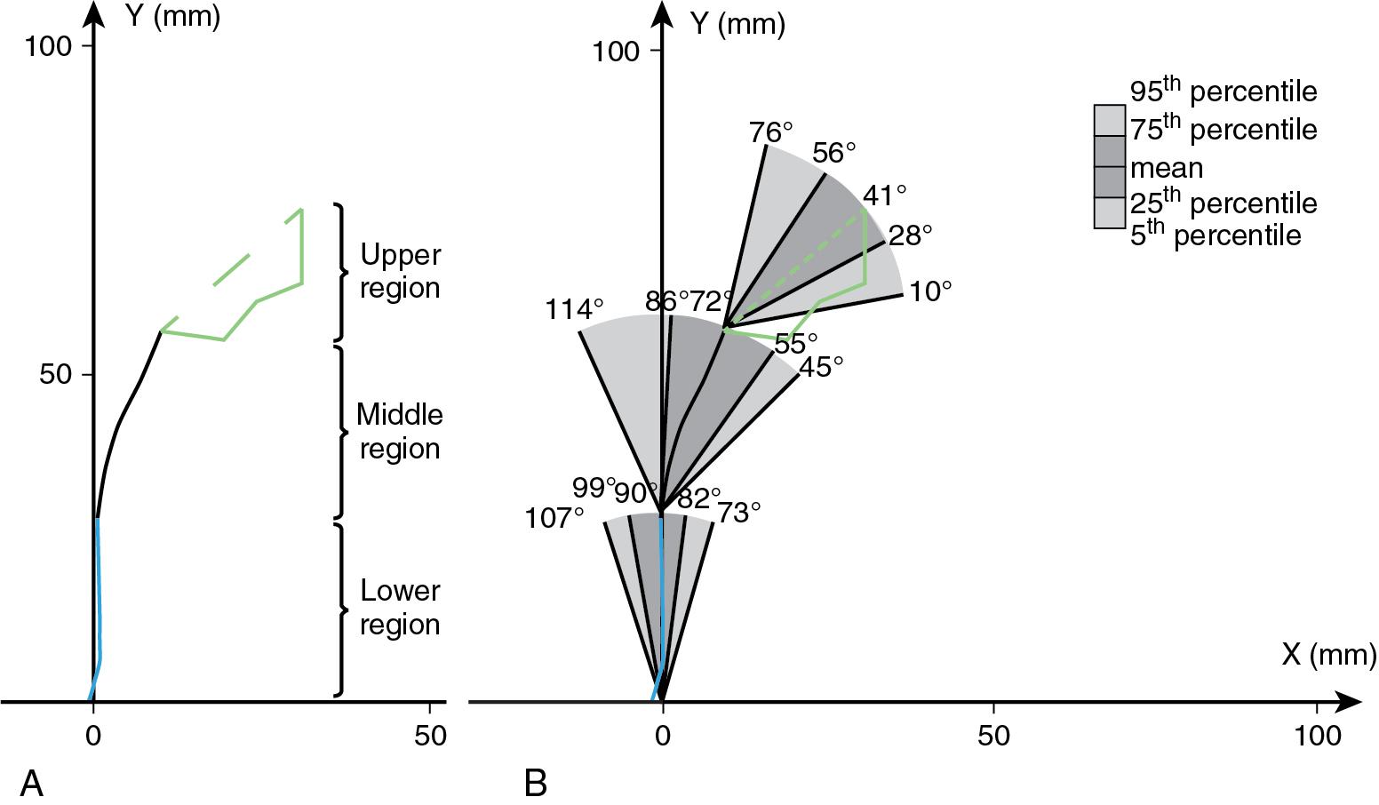 Fig. 1.6, Vaginal axis in a standing woman. A , Mean midsagittal shapes of the anterior vaginal wall and cervix are shown relative to fixed bony landmarks. The y-axis corresponds to how “high” or “low” the organ is along the line of the body axis, and the x-axis describes the anterior and posterior axis (see Luo et al., 2016 for details). Three contiguous vaginal axes were defined as follows: the lower region ( blue ), the middle region ( black ), and the upper region with a line showing the cervical axis ( green dashed line ) connecting the anterior and posterior margins. B , Variation in vaginal axis orientation is shown by the 5th, 25th, mean, 75th, and 95th percentile axis angles.