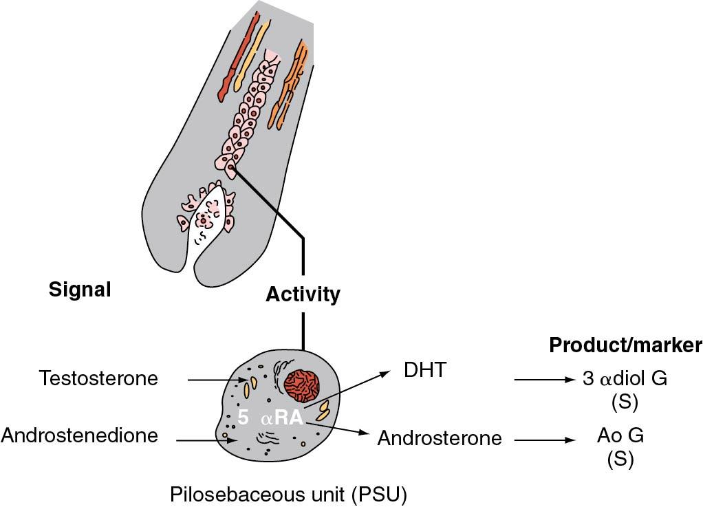 Fig. 38.4, Peripheral androgen metabolism and markers of this activity. Ao G, Androsterone glucuronide; DHT, dihydrotestosterone; 3 αdiol G, 3α-androstanediol glucuronide; (S), serum.