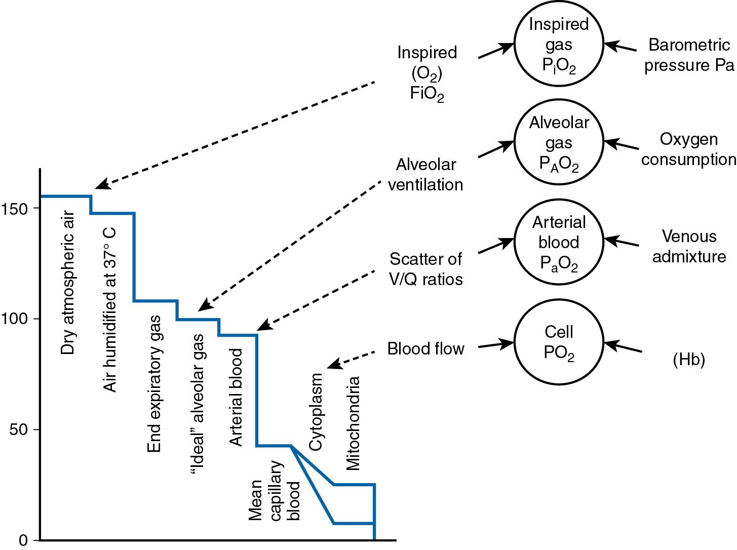 Fig. 8.2, Schematic of the path down a concentration gradient of oxygen from the alveolus (PaO 2 ) to the mitochondria (P o 2 ).