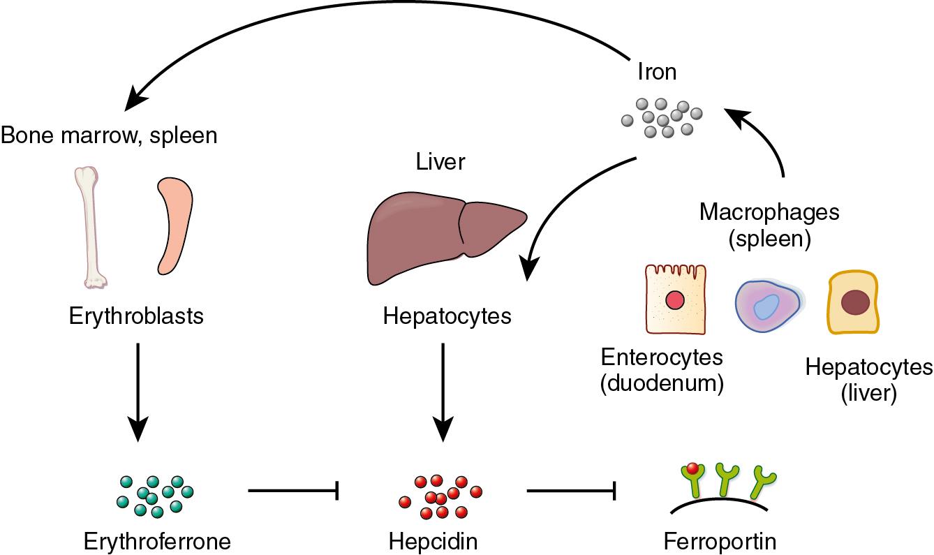 Fig. 8.7, Schematic diagram of the interaction between iron metabolism and erythropoiesis.