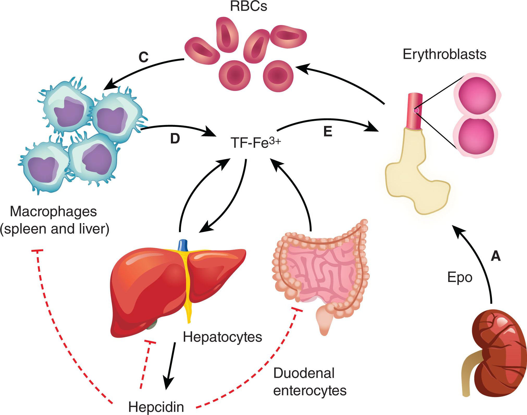 Figure 38.2, MECHANISTIC UNDERPINNINGS OF ANEMIA OF CHRONIC INFLAMMATION.