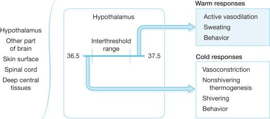 Fig. 13.6, Thermoregulatory control mechanisms. Afferent inputs from a variety of sites, most notably skin, central tissues, and brain, are processed in the central nervous system. Based on input, a variety of efferent thermoregulatory responses are initiated.