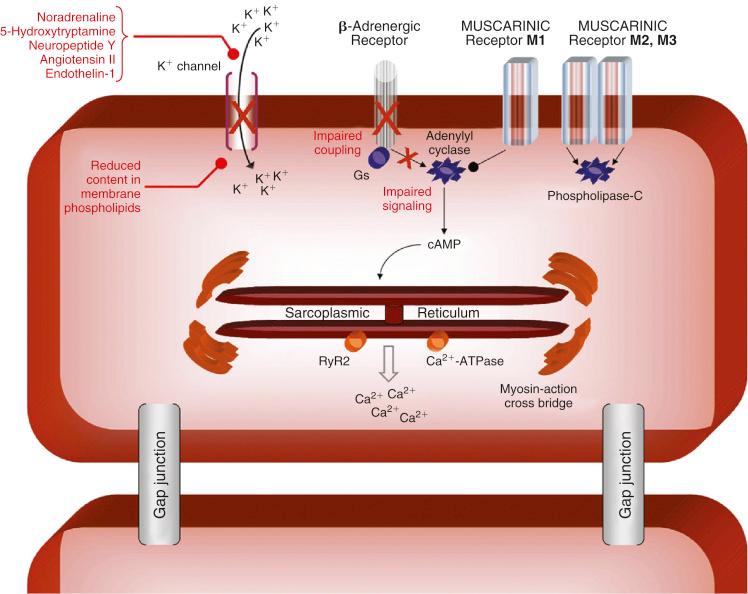 FIGURE 46-2, Downregulation of the β-receptor in cirrhosis. ATPase , Adenosine triphosphatase; cAMP , cyclic adenosine monophosphate; Gs , G proteins; RyR2 , ryanodine receptor Ca 2+ release channels.