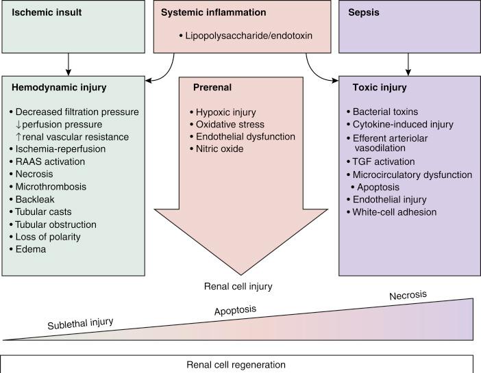 FIGURE 46-5, Pathogenesis of acute kidney injury as a result of ischemia. RAAS , Renin-angiotensin-aldosterone system; TGF , tubuloglomerular feedback.