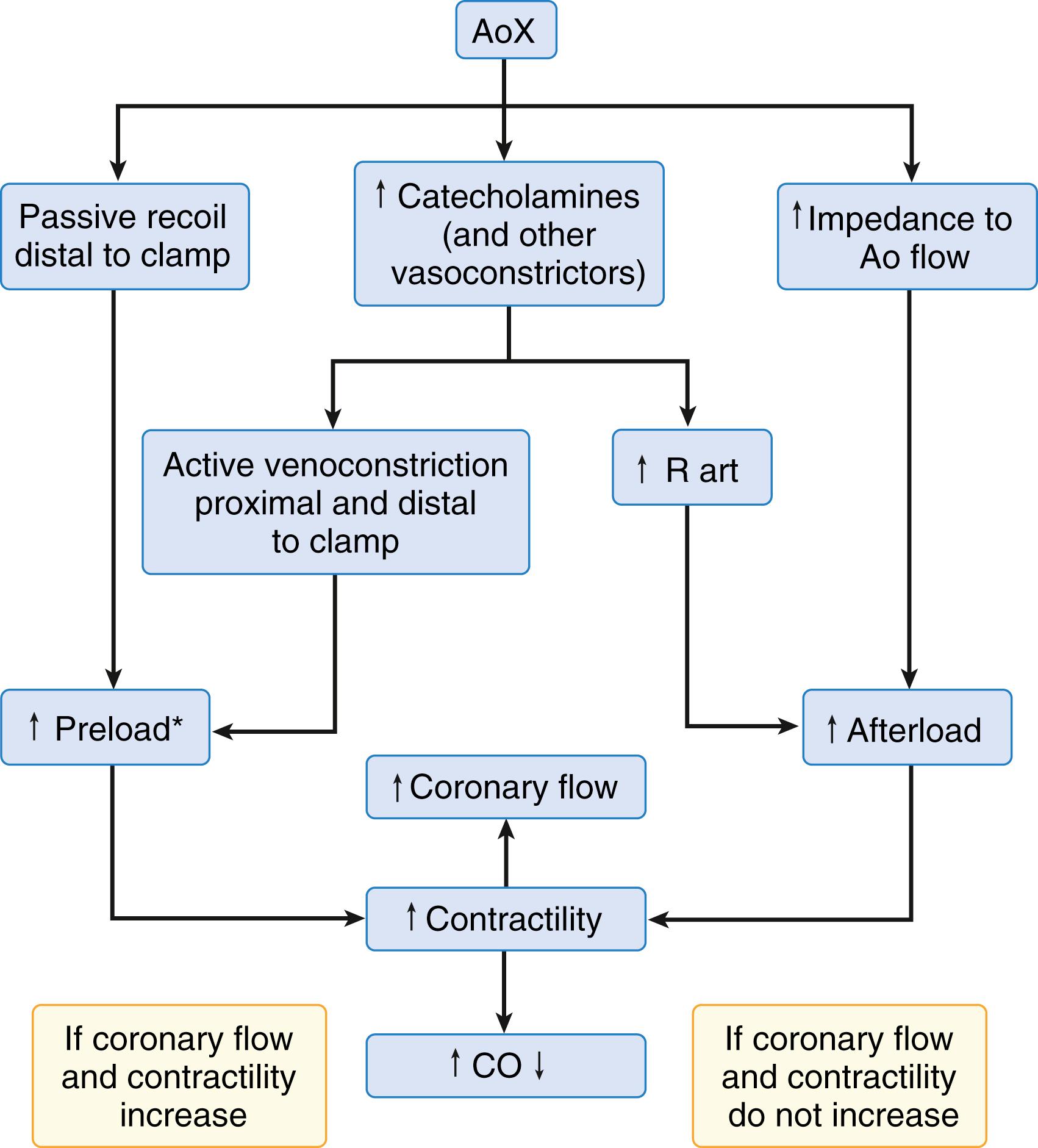 Fig. 56.2, Systemic hemodynamic response to aortic cross-clamping. Preload (asterisk) does not necessarily increase with infrarenal clamping. Depending on splanchnic vascular tone, blood volume can be shifted into the splanchnic circulation and preload will not increase. Ao , Aortic; AoX , aortic cross-clamping; CO , cardiac output; R art , arterial resistance.