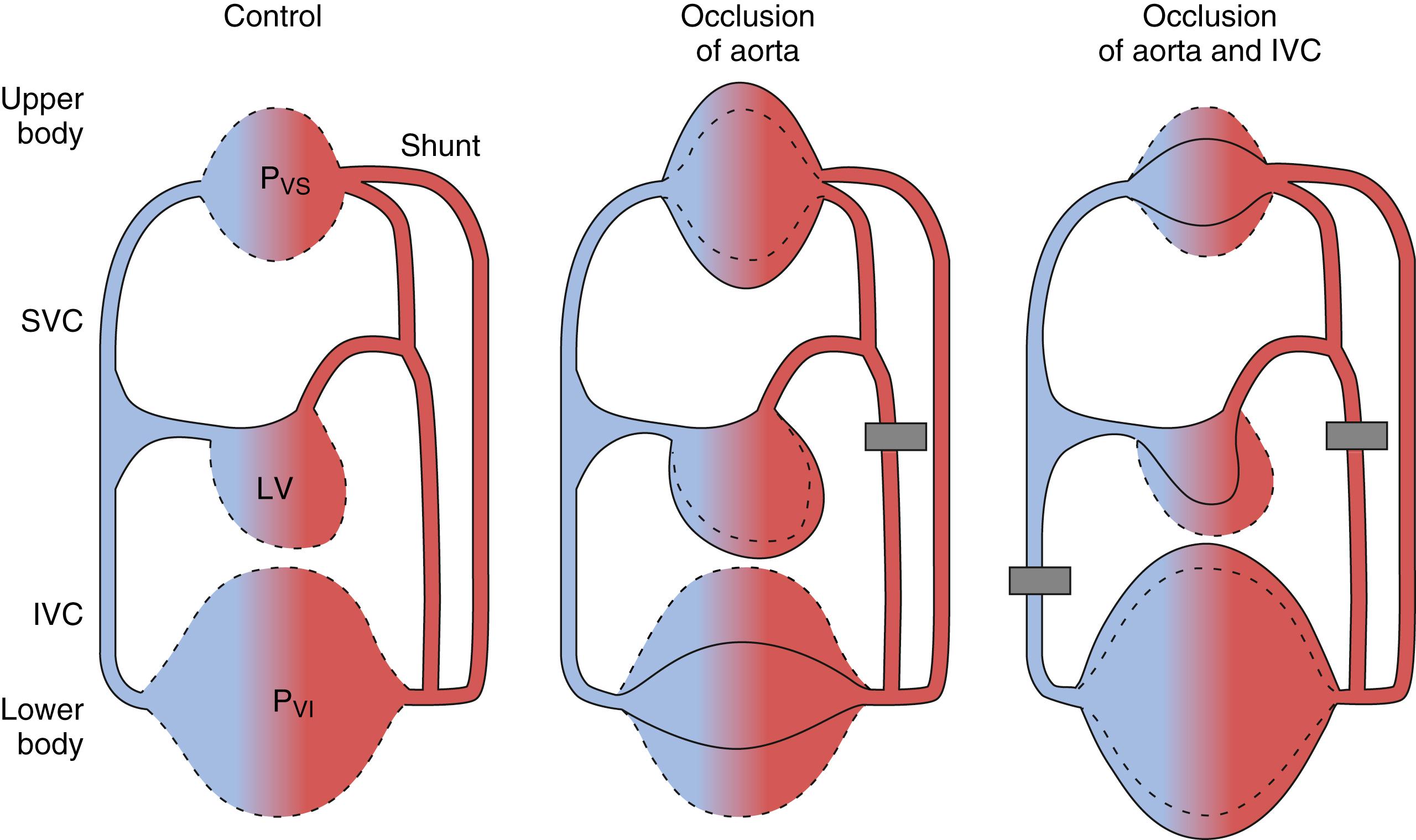 Fig. 56.3, Schematic drawing of the circulation.