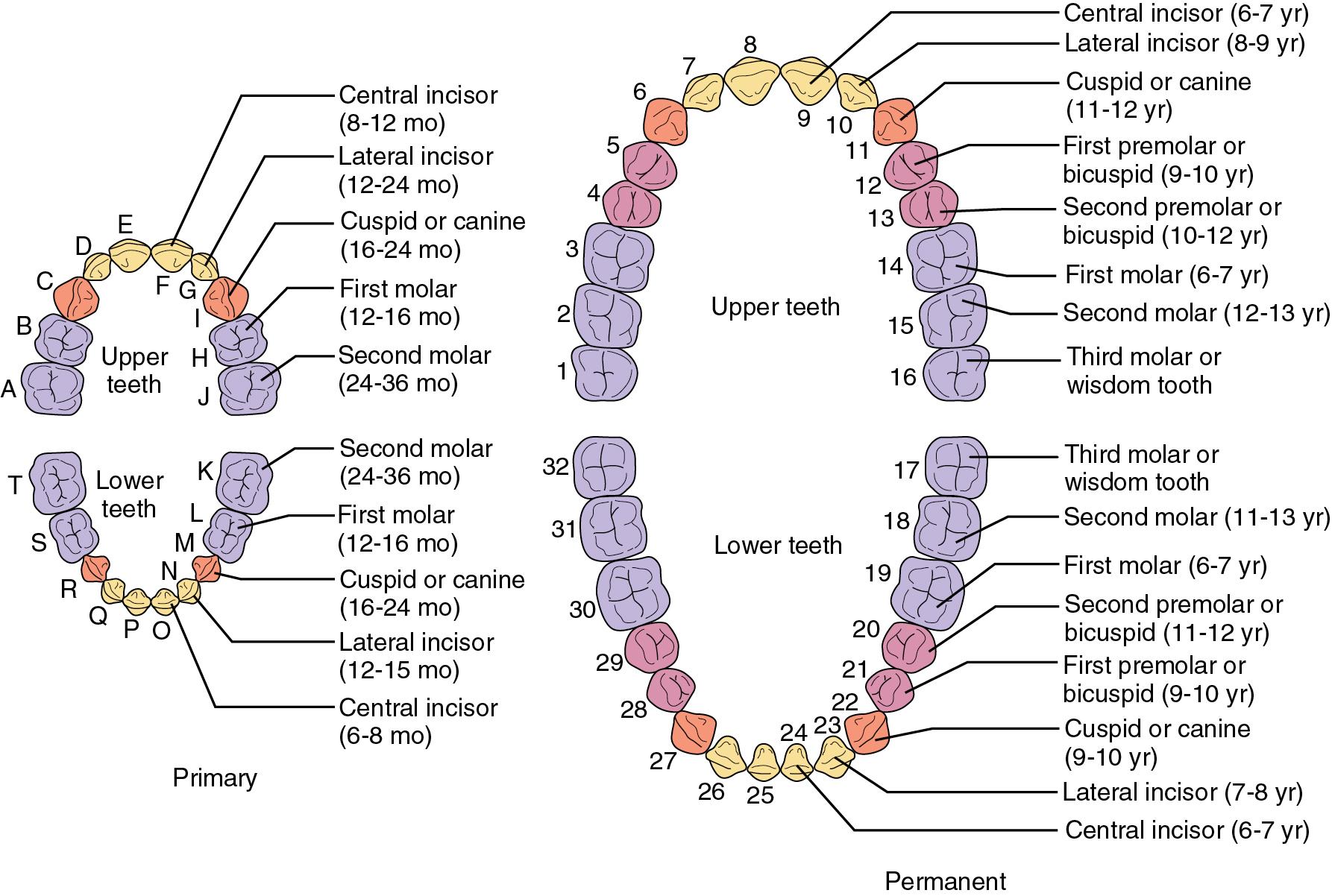 Fig. 42.1, Primary and Permanent Dentition With the Eruption Dates for Each Tooth.