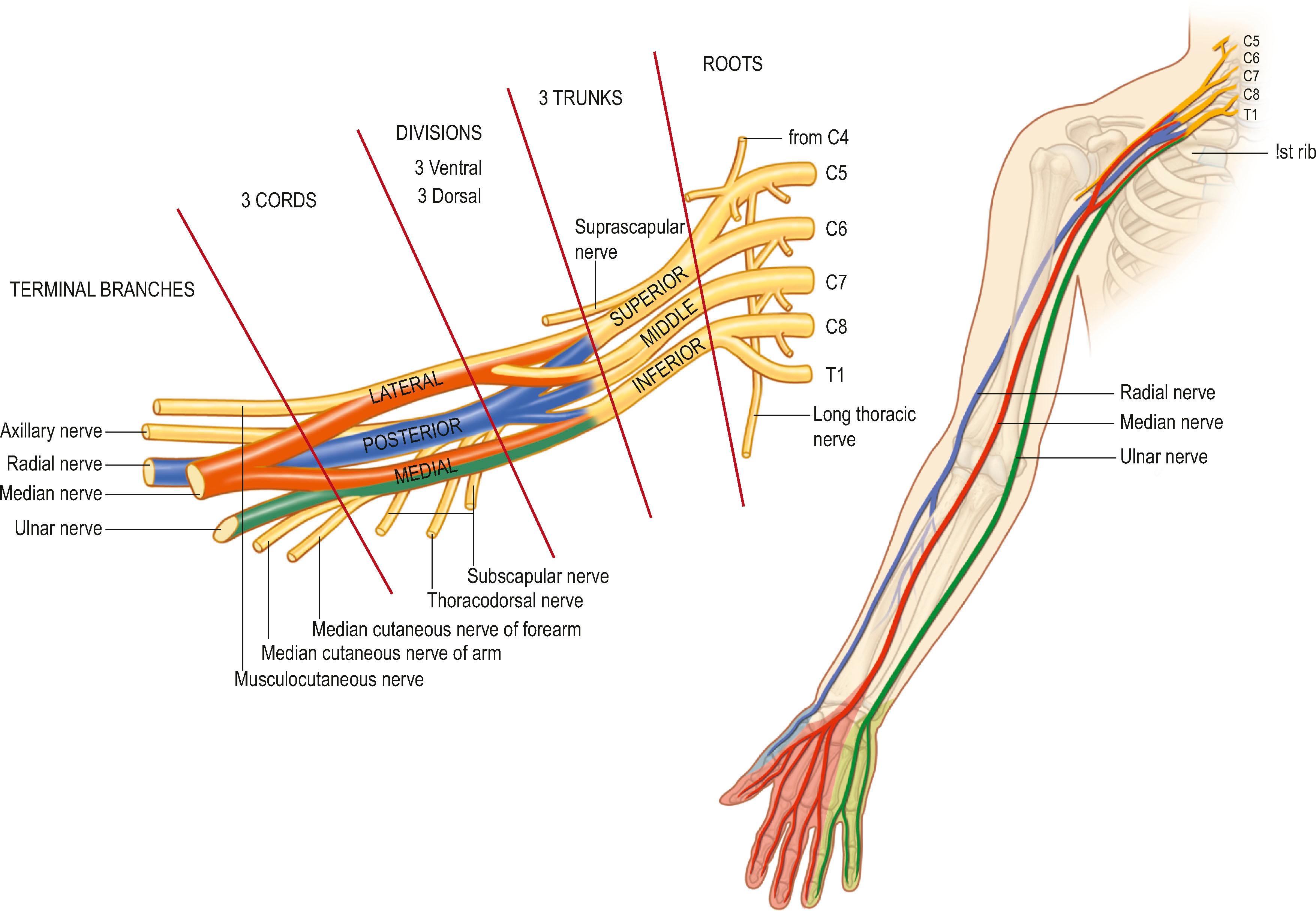 Figure 4.1, Brachial plexus anatomy.