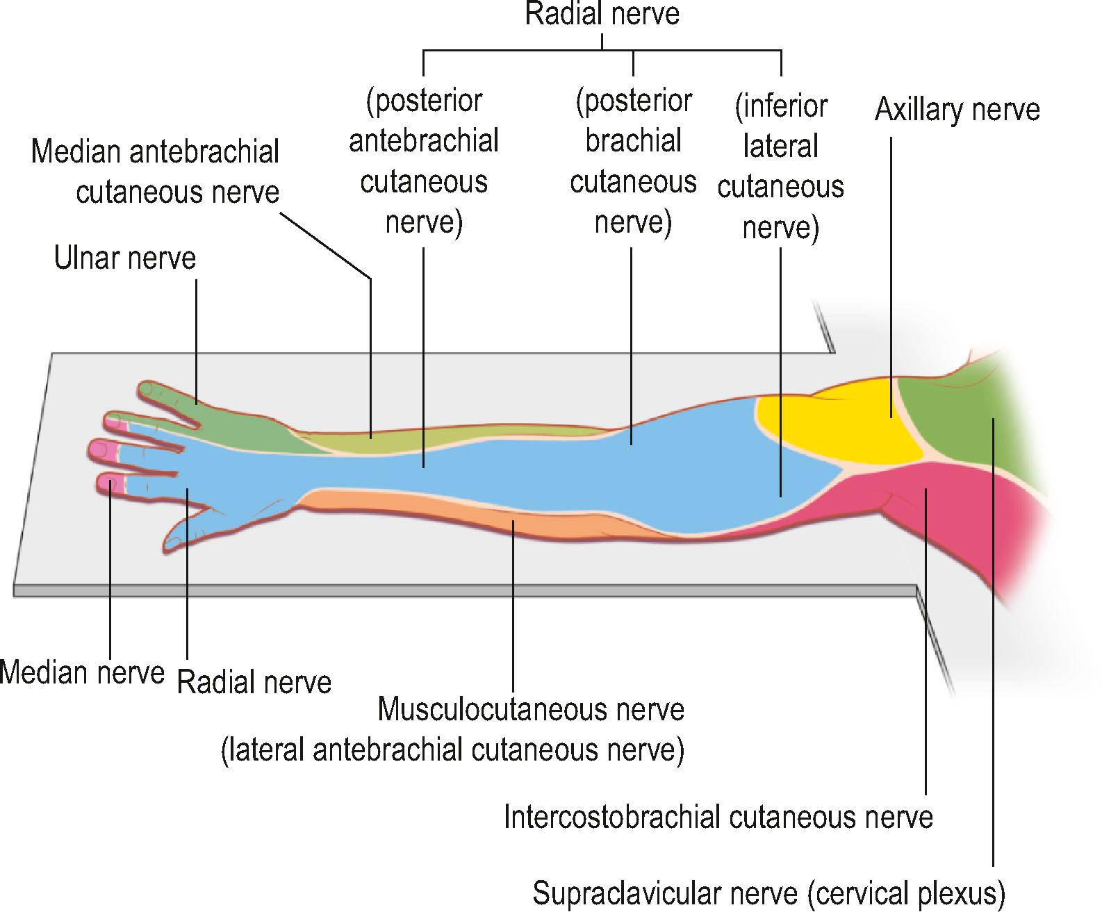 Figure 4.2, Upper extremity nerve innervation (arm pronated).