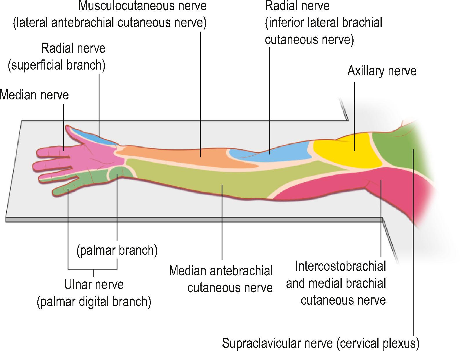 Figure 4.3, Upper extremity nerve innervation (arm supinated).