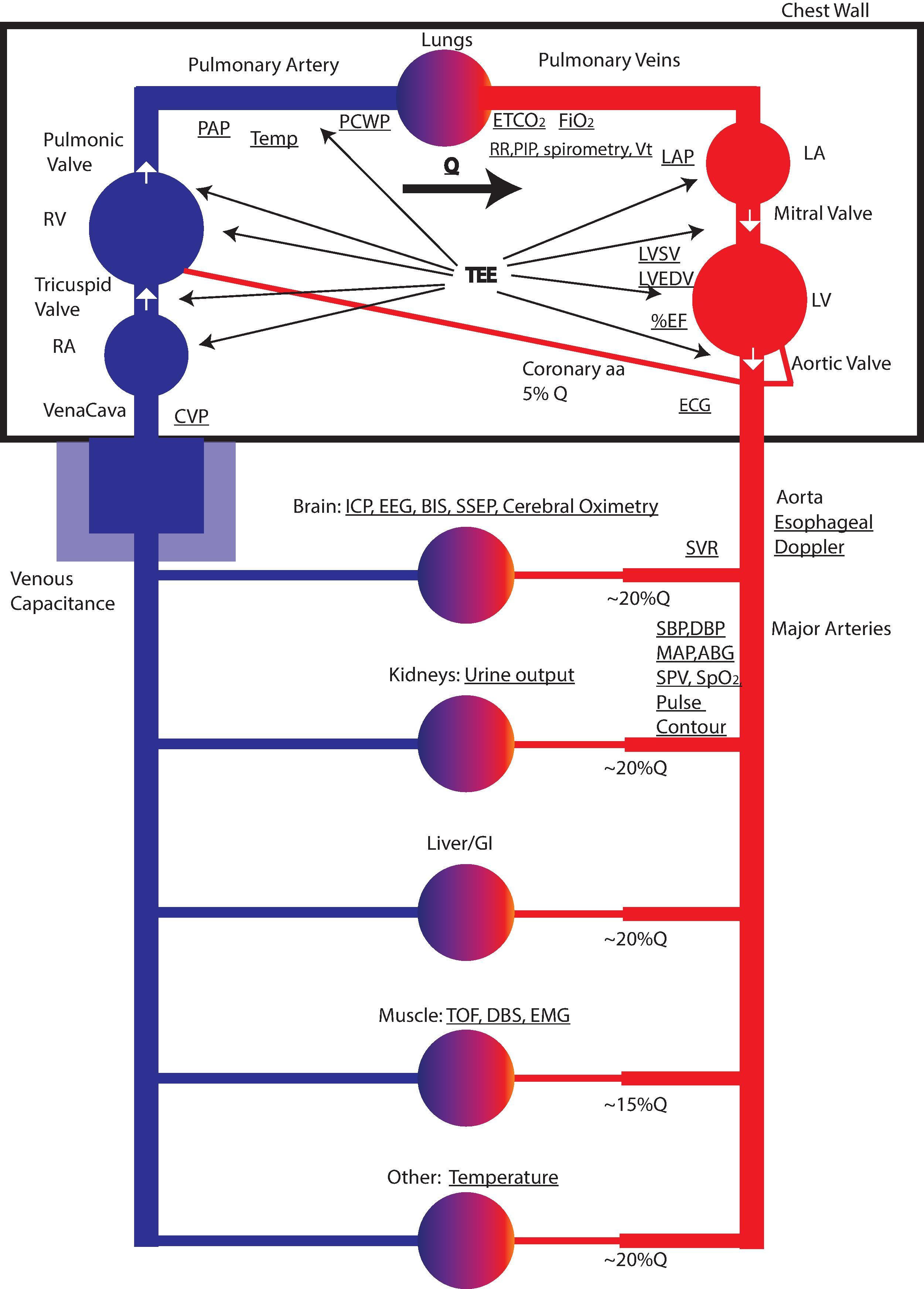 Fig. 20.1, A Summary of Monitors and the Circulation. Anatomic features are listed around the periphery, with monitored variables central and underlined (see Table 20.1 for normal values of monitored variables). The blood flows in a circuit with a cardiac output of roughly 20% each to the brain, kidneys, liver, GI tract, muscle mass, and other organs (skin, etc.). The systemic vascular resistance ( SVR ) is a calculated variable, reflecting the totality of blood flow and pressure. Roughly 70% of the blood is on the venous side. The venous capacitance is highly variable and acts as a buffer for changes in volume. Some variables may be measured or derived, depending on methodology. aa, Arteries; ABG, arterial blood gas; BIS, bispectral index scale; CVP, central venous pressure; DBP, diastolic blood pressure; DBS, double burst stimulation; ECG, electrocardiogram; EEG, electroencephalography; EF, ejection fraction; EMG, electromyography; ETCO 2 , end-tidal CO 2 ; FiO 2 , fraction of inspired oxygen; GI, gastrointestinal; ICP, intracranial pressure; LA, left atrium; LAP, left atrial pressure; LV, left ventricle; LVEDV, left ventricular end-diastolic volume; LVSV, left ventricular systolic volume; MAP, mean arterial pressure; PAP, pulmonary artery pressure; PCWP, pulmonary capillary wedge pressure; PIP, peak inspiratory pressure; Q, cardiac output; RA, right atrium; RR, respiratory rate; RV, right ventricle; SBP, systolic blood pressure; SpO 2 , arterial O 2 saturation; SPV, systolic pressure variation; SSEP, somatosensory evoked potential; TEE, transesophageal echocardiography; TOF, train of four; Vt, tidal volume.