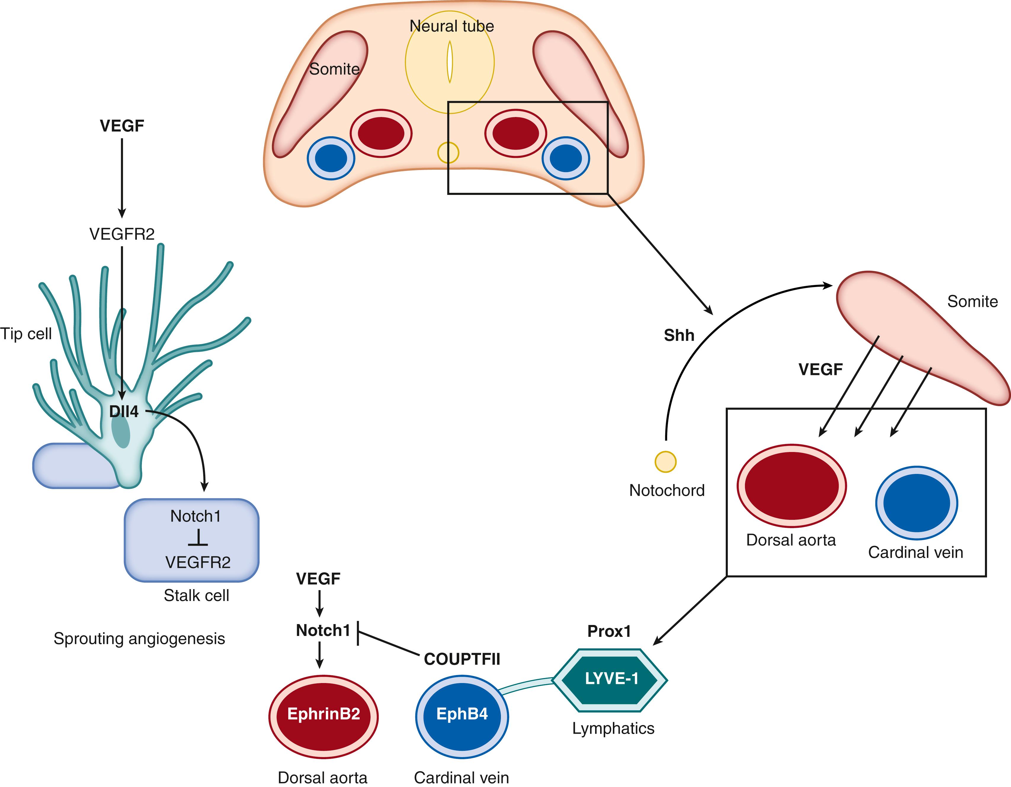 Fig. 6.1, Overview of endothelial development. A transverse section of the developing embryo (top) demonstrates local signaling cues that pattern the paired dorsal aorta and cardinal veins (right) . Sonic hedgehog (Shh) signaling from the notochord activates somite expression of vascular endothelial growth factor (VEGF) that signals to developing angioblasts to coalesce and form the respective large vessels of the arterial and venous systems. Increased VEGF signaling (bottom) triggers Notch signaling in the aorta, which in turn begins to express the arterial specific marker ephrinB2. The cardinal vein expresses COUPTFII, which represses the VEGF>Notch pathway for venous identity and subsequent expression of ephB4. Similar pathways are activated in tip cell selection (left), where high VEGF levels induce high expression of the notch ligand Dll4 in the tip migratory cell via the receptor VEGFR2. Dll4 expression in the migratory tip cell binds to and activates Notch1 receptor signaling in contacting cells. The cells downstream of Dll4 ligand-activated Notch1 repress expression of VEGR2 and become stalk cells.