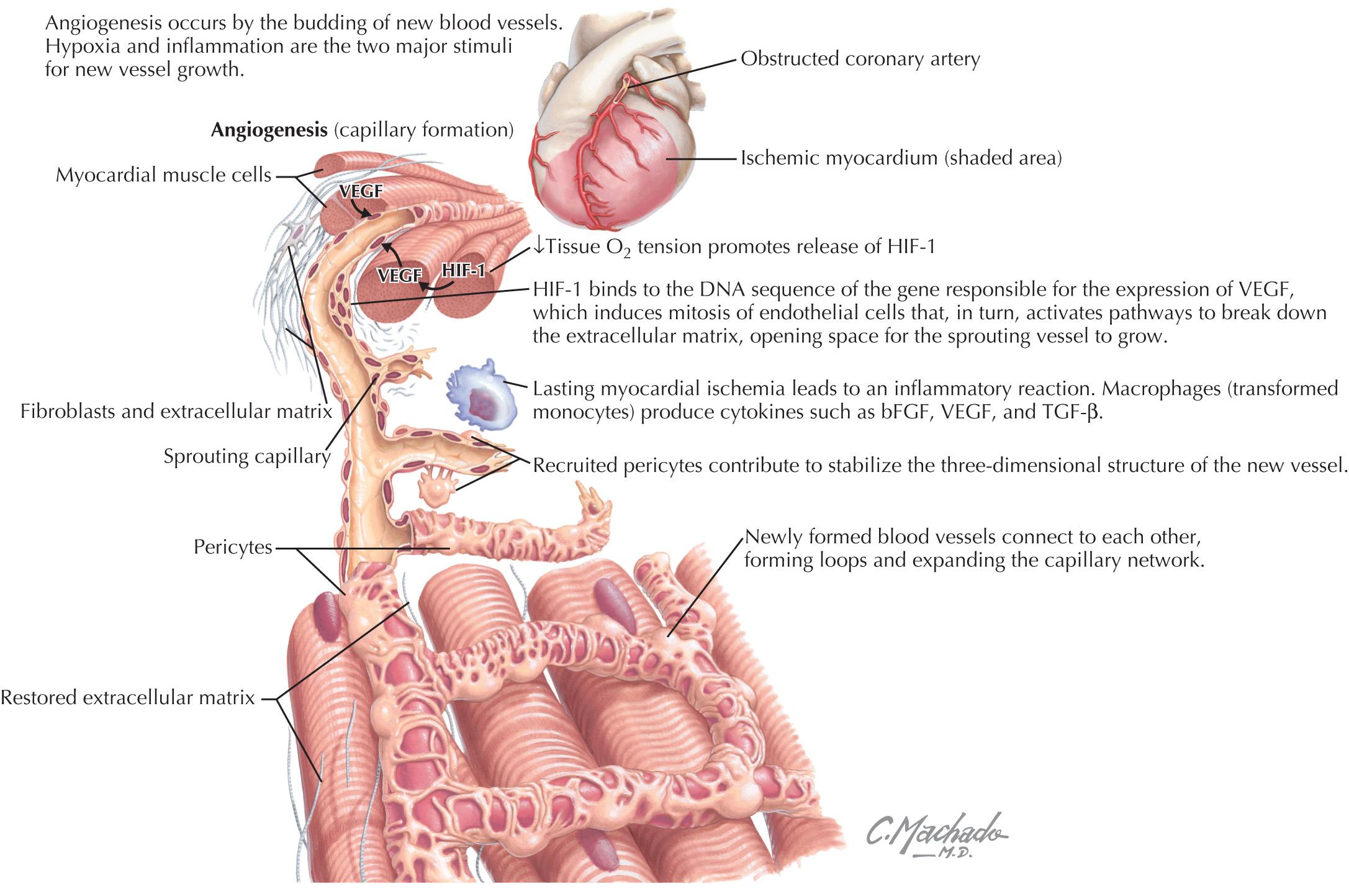 FIG 14.1, Mechanisms of Angiogenesis.