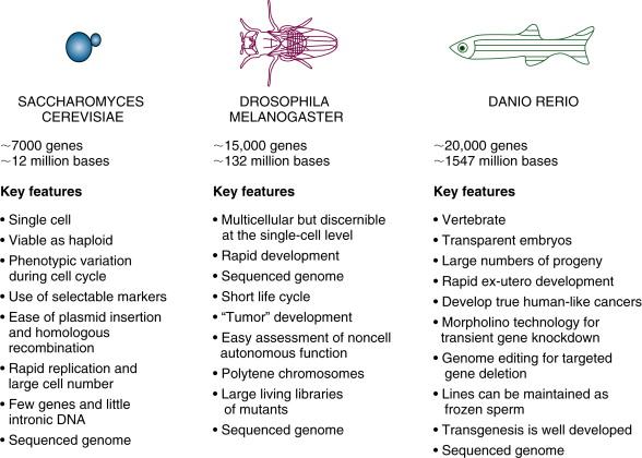 Figure 8-1, Model organisms (the budding yeast— Saccharomyces cerevisiae ; the fruit fly— Drosophila melanogaster; and the zebrafish— Danio rerio ) and their key attributes as models for dissecting the molecular basis of cancer.