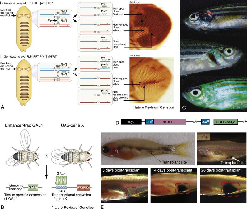 Figure 8-4, (A) Flt/FRP system/twin-spot clones. By placing the FLP recombinase gene under the control of the eyeless enhancer (which drives expression specifically in the eye-antennal imaginal disc), Flp/FRT-mediated recombination can be targeted to this disc to generate homozygous mutant clones in the eye in flies that are otherwise heterozygous. (I) The non-mutant chromosome (the asterisk indicates a mutation) is marked by a mini-white transgene, but there is no selection against the twin-spot clones or nonrecombinant cells, and both the mutant clones (white) and the twin-spot clones ( darker red , because they carry two copies of white+) are relatively small. (II) The effects of incorporating a Minute mutation (M) onto the nonmutant FRT chromosome. The mutant clones now occupy almost all of the eye, because they outcompete the slow-growing nonrecombinant cells (which are M/+), whereas the twin-spot clones die. (B) Gal4/UAS system. The yeast transcriptional activator Gal4 can be used to regulate gene expression in Drosophila by inserting the upstream activating sequence (UAS) to which it binds next to a gene of interest (gene X ). The GAL4 gene has been inserted at random positions in the Drosophila genome to generate “enhancer-trap” lines that express GAL4 under the control of nearby genomic enhancers, and there is now a large collection of lines that express GAL4 in a huge variety of cell-type and tissue-specific patterns. Therefore, the expression of gene X can be driven in any of these patterns by crossing the appropriate GAL4 enhancer-trap line to flies that carry the UAS –gene X transgene. This system has been adapted to carry out genetic screens for genes that give phenotypes when misexpressed in a particular tissue (modular misexpression screens). (C,D) Cre-Lox system. Zebrafish carrying the construct shown in (D) : (I) No cre activation—fish show red thymus, showing that the dsRED cassette has not been excised. (II) Following cre injection, the dsred stop cassette is removed, allowing expression of the cMyc-EGFP fusion oncogene. This fish has an enlarged green thymus indicating the development of T-cell acute lymphoblastic lymphoma. (III) In this older fish, the whole fish fluoresces green, indicating disseminated T-cell acute lymphoblastic leukemia. (E) Tumor transplantation experiment using the transparent “casper” fish. These images show the development of melanoma (derived from p53 null/BRAFV600E model) over time in the same animal. The tumor can be monitored externally without sacrificing the fish.