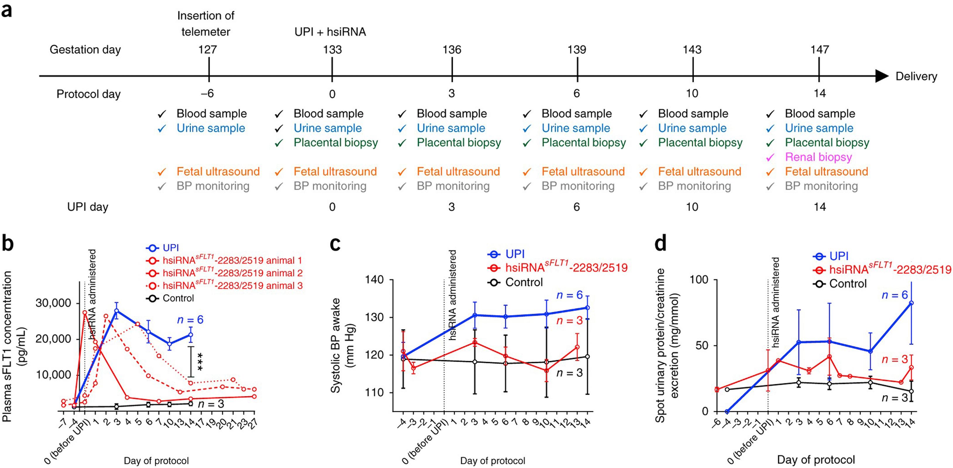 Figure 20.1, Therapeutic effect of an siRNA targeting sFlt-1 in the baboon RUPP model. Animals were subjected to either sham (Control) or RUPP (UPI) procedures in late gestation. Animals undergoing arterial restriction exhibited significantly higher blood pressure throughout the 2 week protocol. Administration of an siRNA targeting sFlt-1 (hsiRNA sFLT1 ) significantly attenuated the hypertension associated with this model.