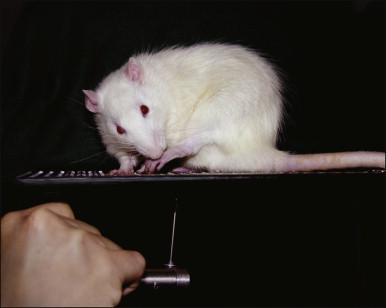Figure 11-2, Response to mechanical stimulation in the spared nerve injury model.