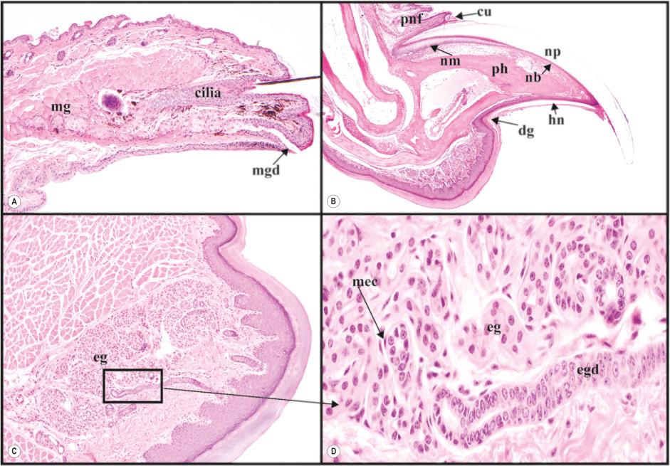 Fig. 36.3, ( A ) The eyelid has a row of large hair follicles, eyelashes (cilia) with an adjacent large modified sebaceous gland with a separate duct that empties at the mucocutaneous junction (mg, Meibomian gland; mgd, Meibomian gland duct). ( B ) Nail unit consists of the proximal nail fold (pnf), cuticle (cu), nail matrix (nm), nail plate (np), nail bed (nb), hyponychium (hn), and distal groove (dg). ( C ) The footpad has an eccrine gland (eg) and a duct that penetrates the overlying epidermis (boxed area). ( D ) Higher magnification of the boxed area in part ‘C’ demonstrates the cytological differences of the myoepithelial cells (mec), eccrine gland acini (eg), and eccrine gland duct (egd).