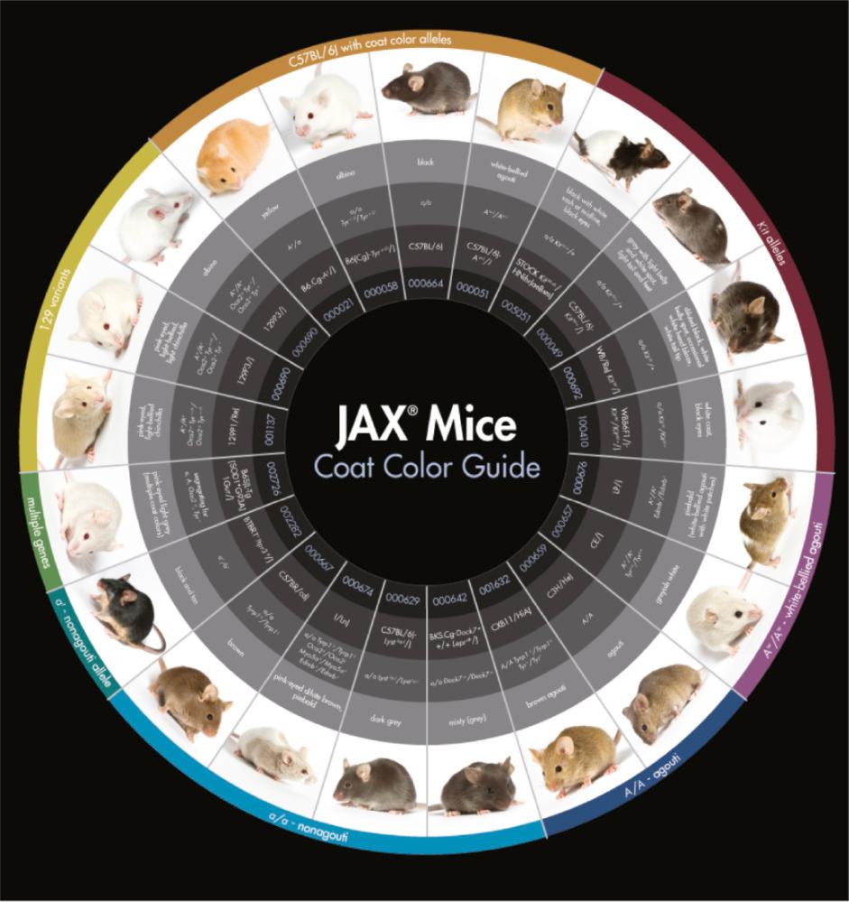 Fig. 36.9, Coat color variations in laboratory mice and the corresponding genetic mutations underlying the different colors. Stanton Short and Jennifer Torrance (JAX Creative Department, The Jackson Laboratory) are thanked for the figures and layout.