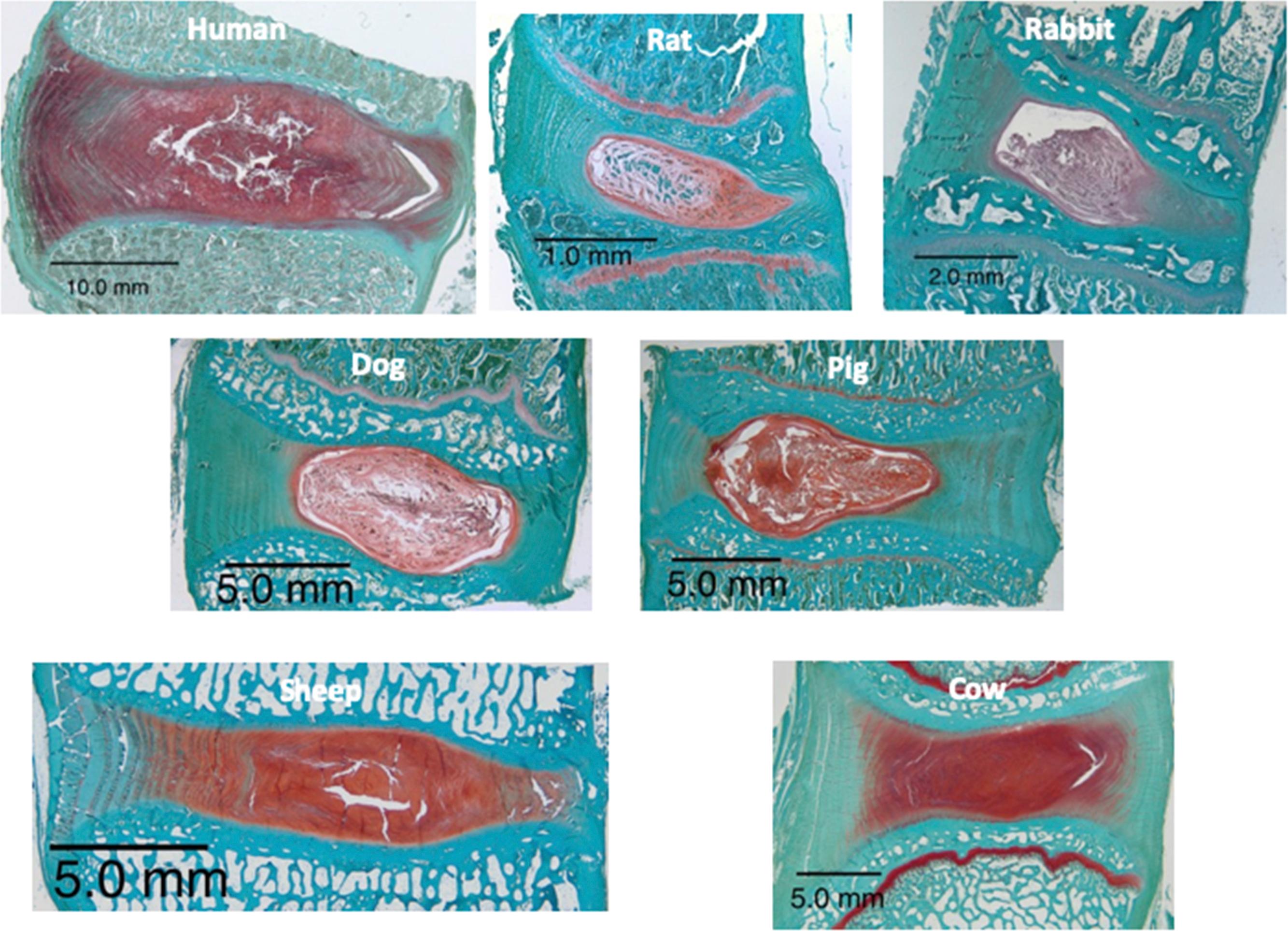 Figure 4.1, Safranin-O stained midsagittal sections of various animal spinal discs. Scale bars indicate the range of disc sizes. In addition to size, images demonstrate diversity in several features, including nucleus/annulus distinction and presence of a vertebral growth plate.