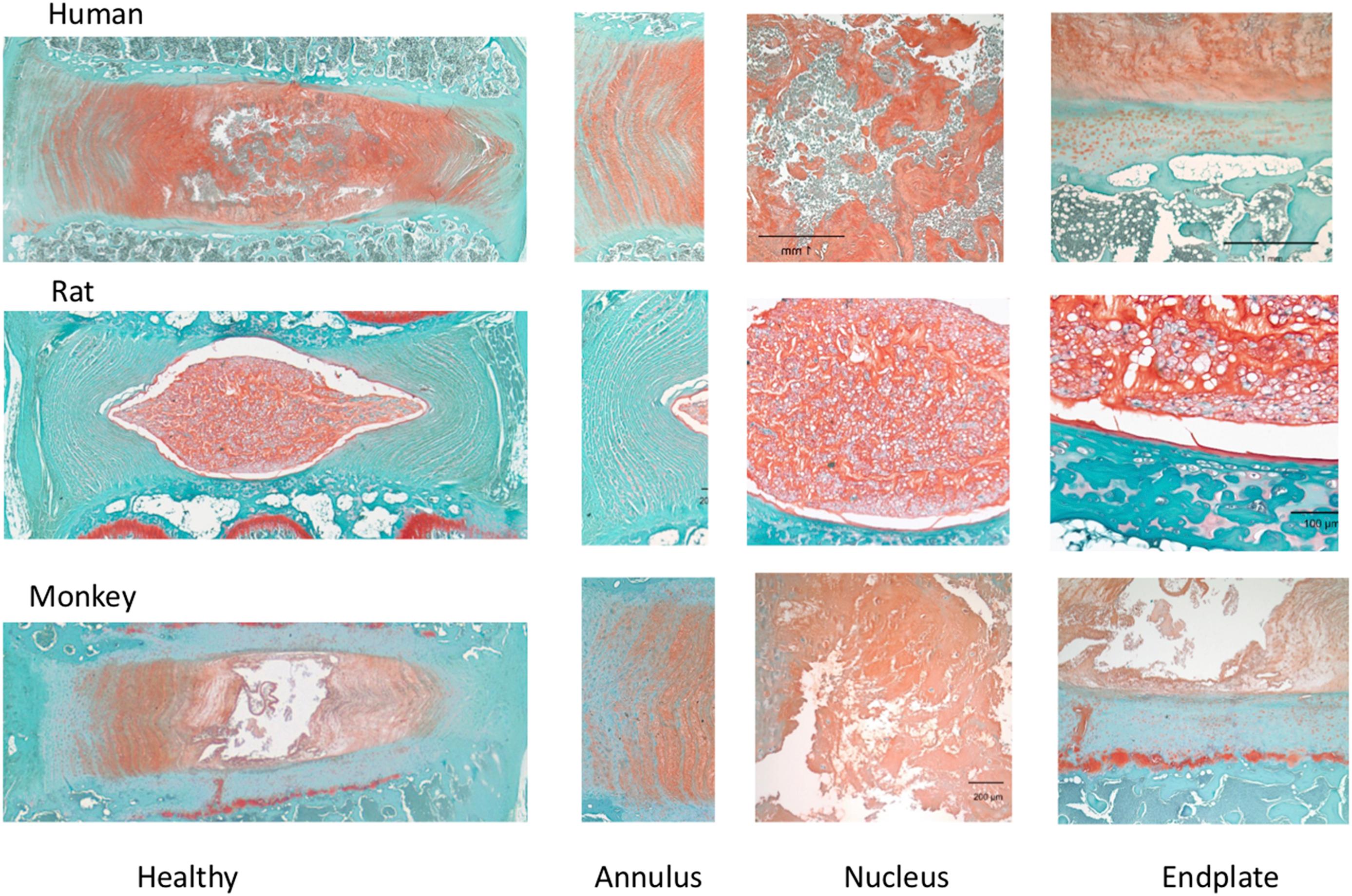 Figure 4.2, High power view of safranin-O stained disc sections highlighting the interface between the nucleus, cartilage endplate, and subchondral bone. Species differences in endplate cartilage thickness are apparent.