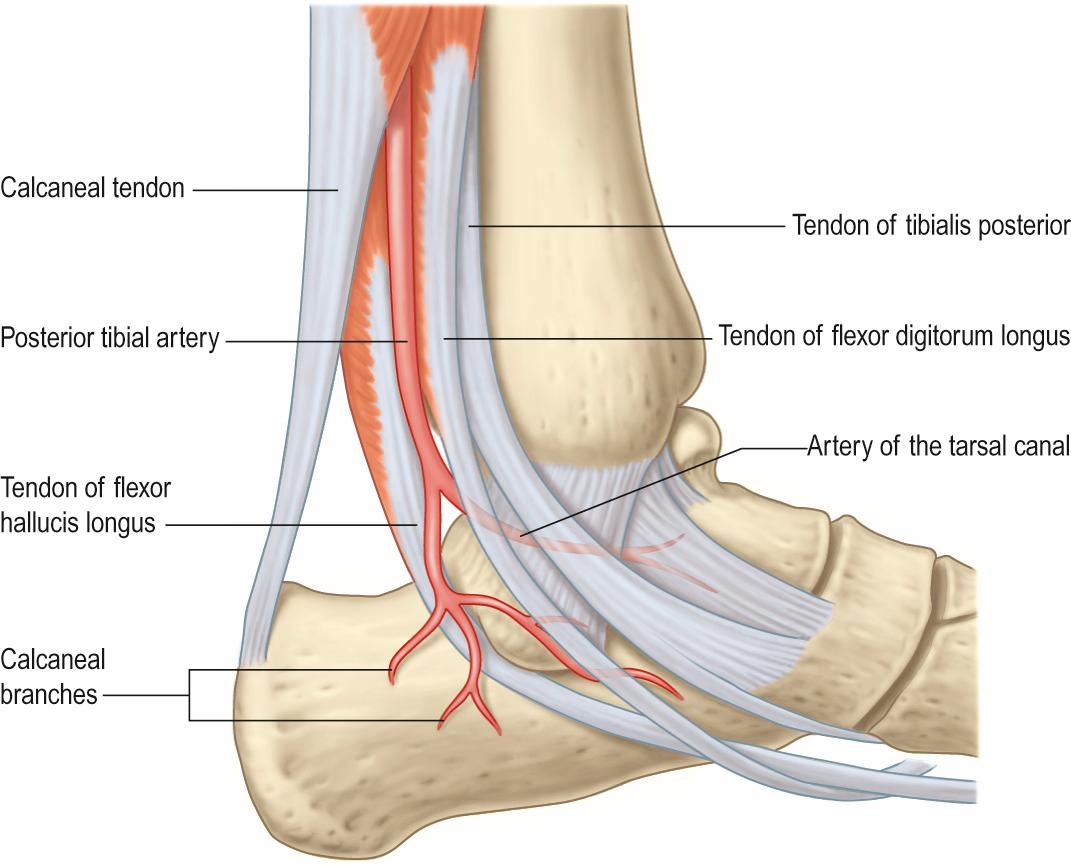 Fig. 85.1, Branches of the posterior tibial artery, posteromedial view of the ankle.