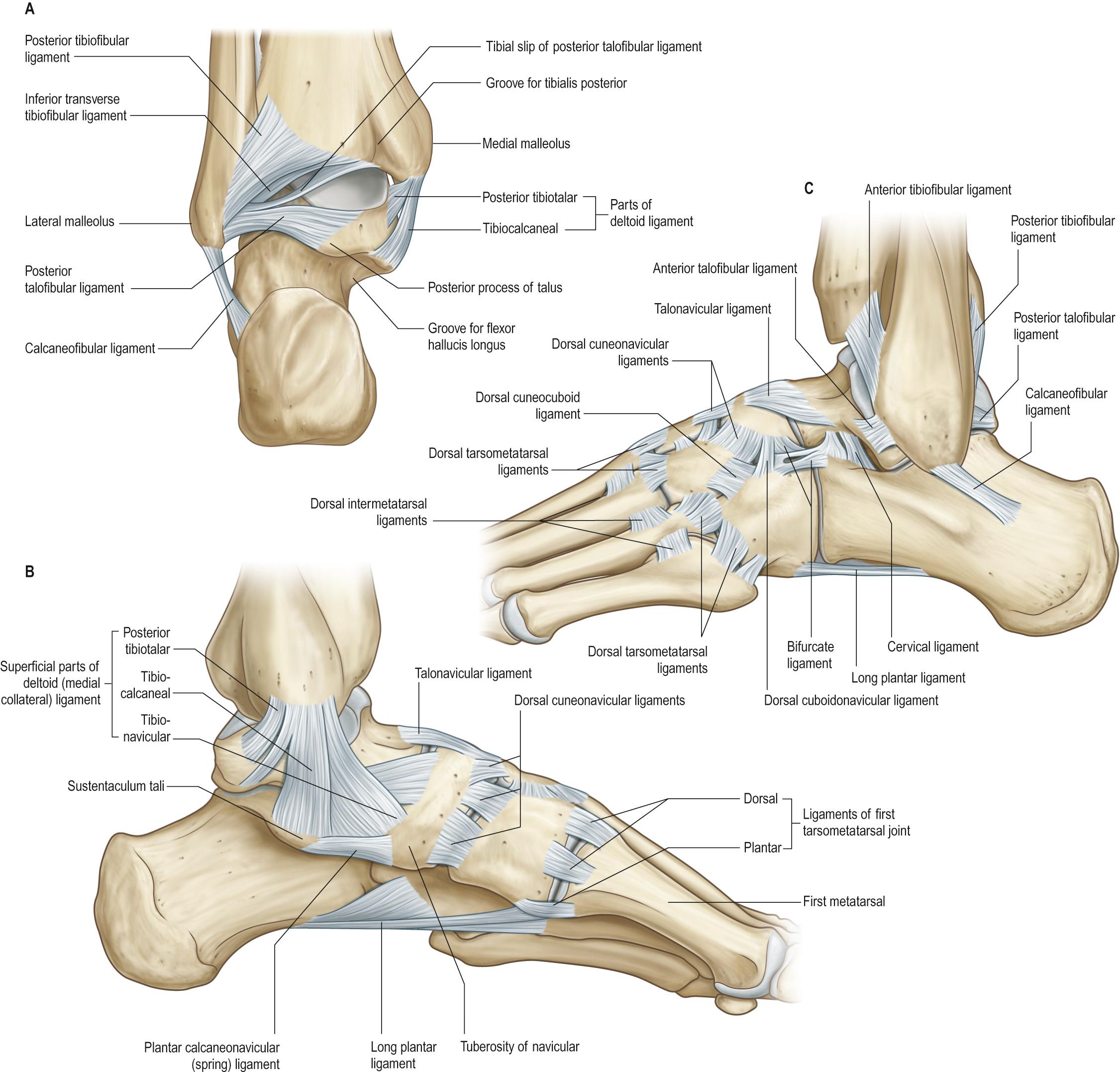 Fig. 85.4, The left ankle.