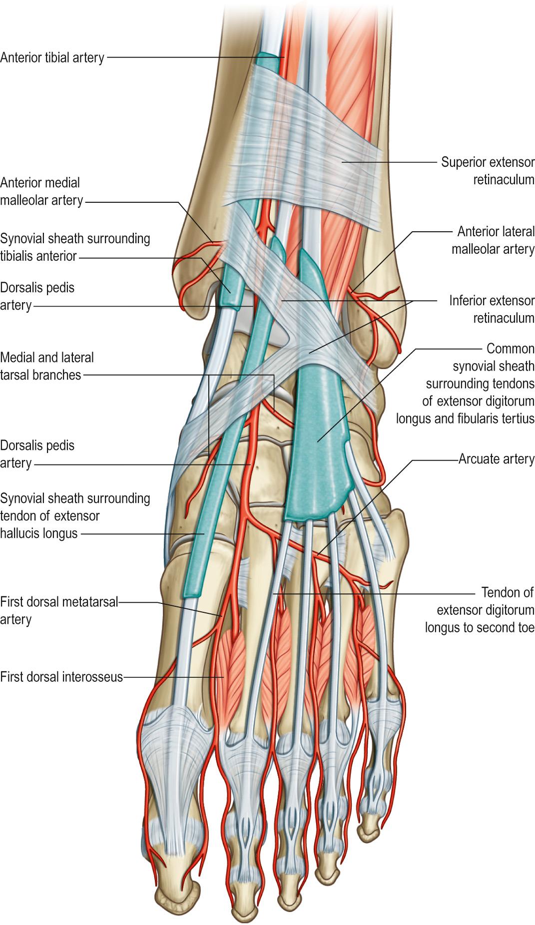 Fig. 85.5, The extensor retinacula and synovial sheaths of the tendons of the ankle, anterior aspect.