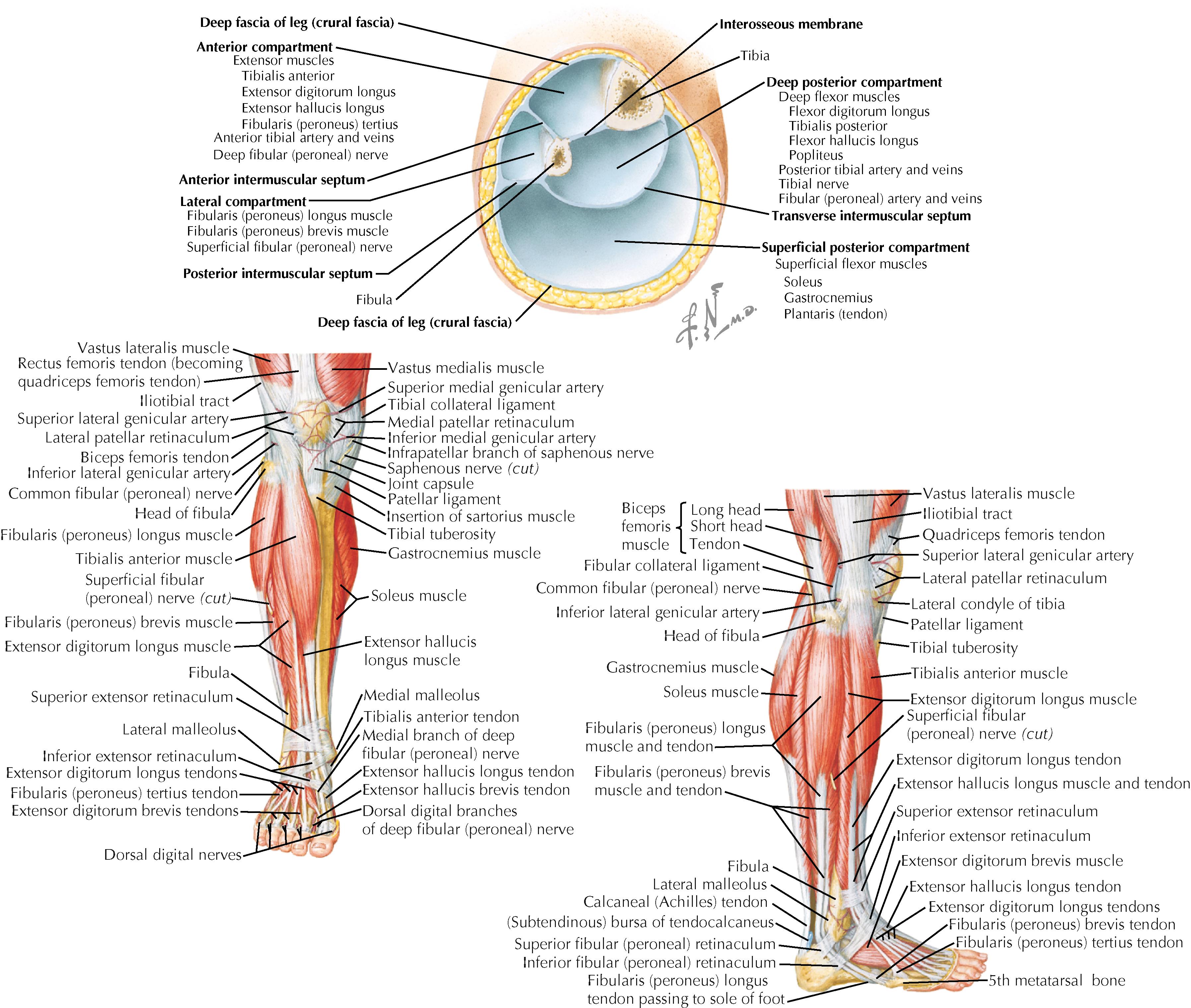 Figure 56.1, Compartments of the leg and ankle.